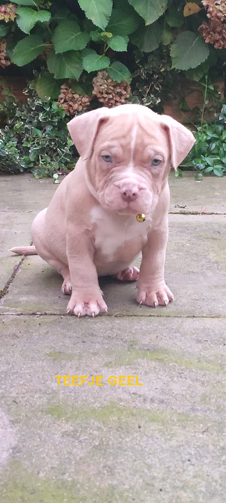 Prachtige American Bully's te koop!