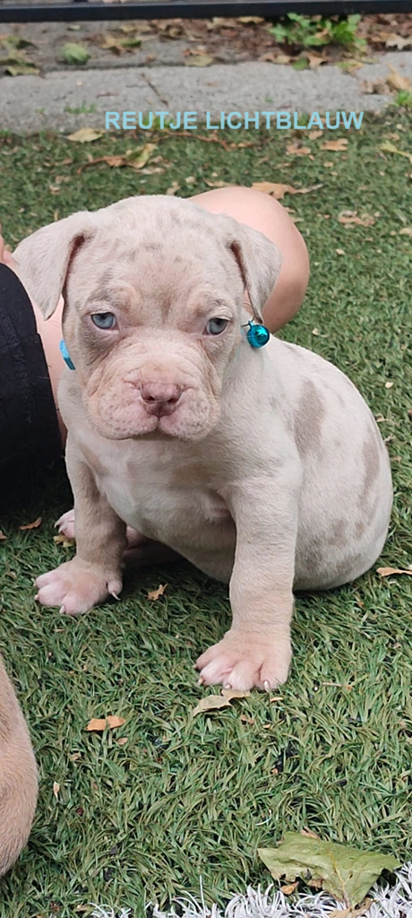 Prachtige American Bully's te koop!