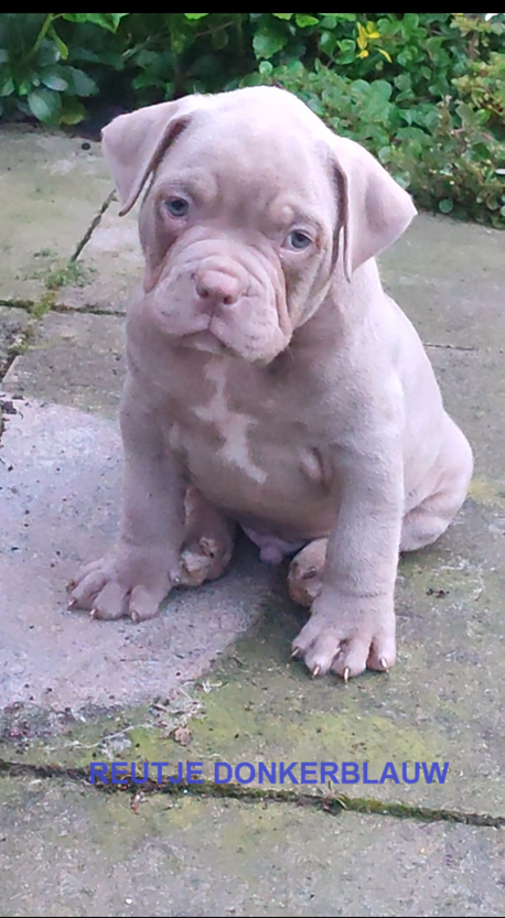 Prachtige American Bully's te koop!