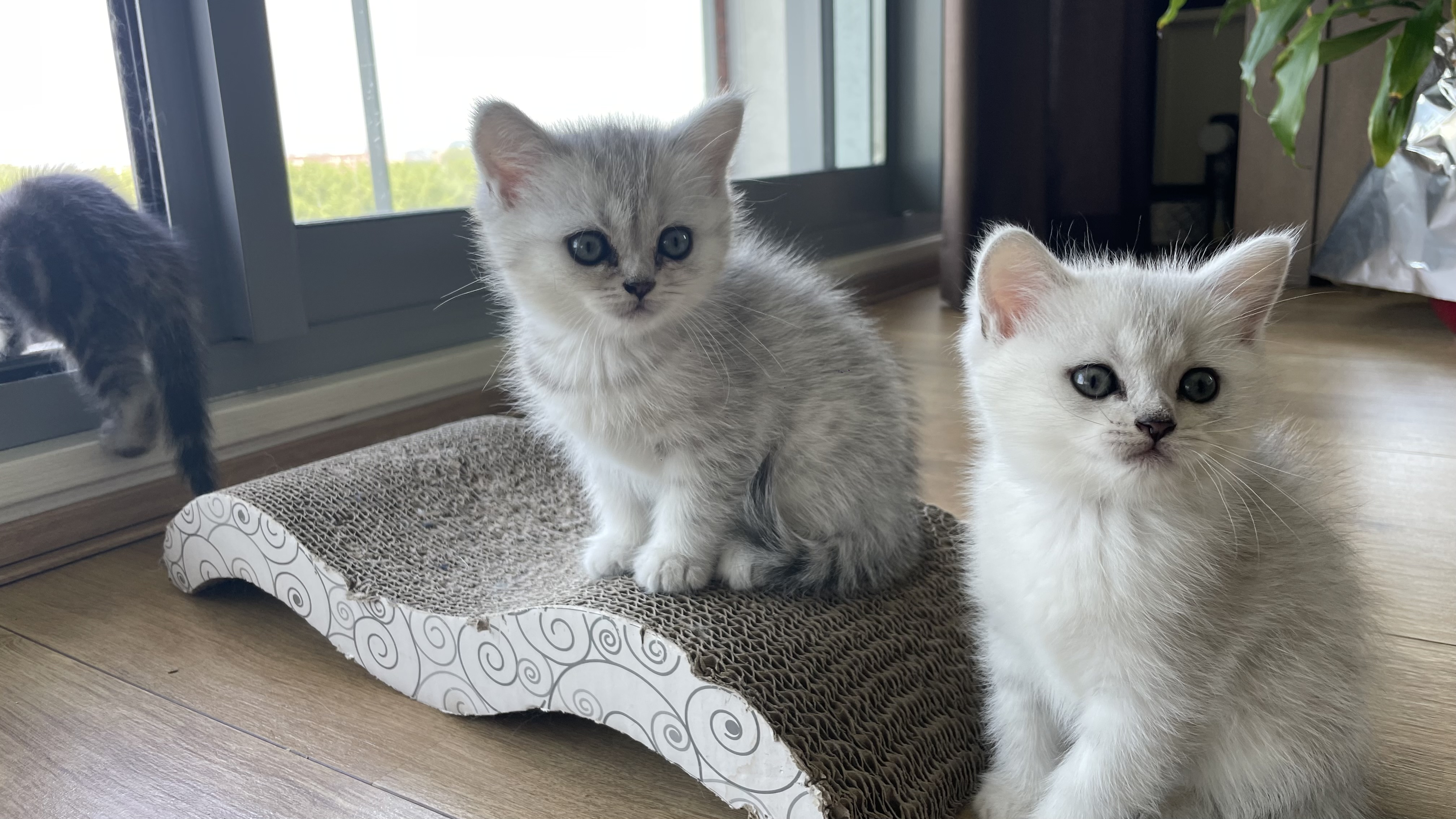 3 hele mooie Britse Lang- Korthaar Kittens Brits Kater Poes