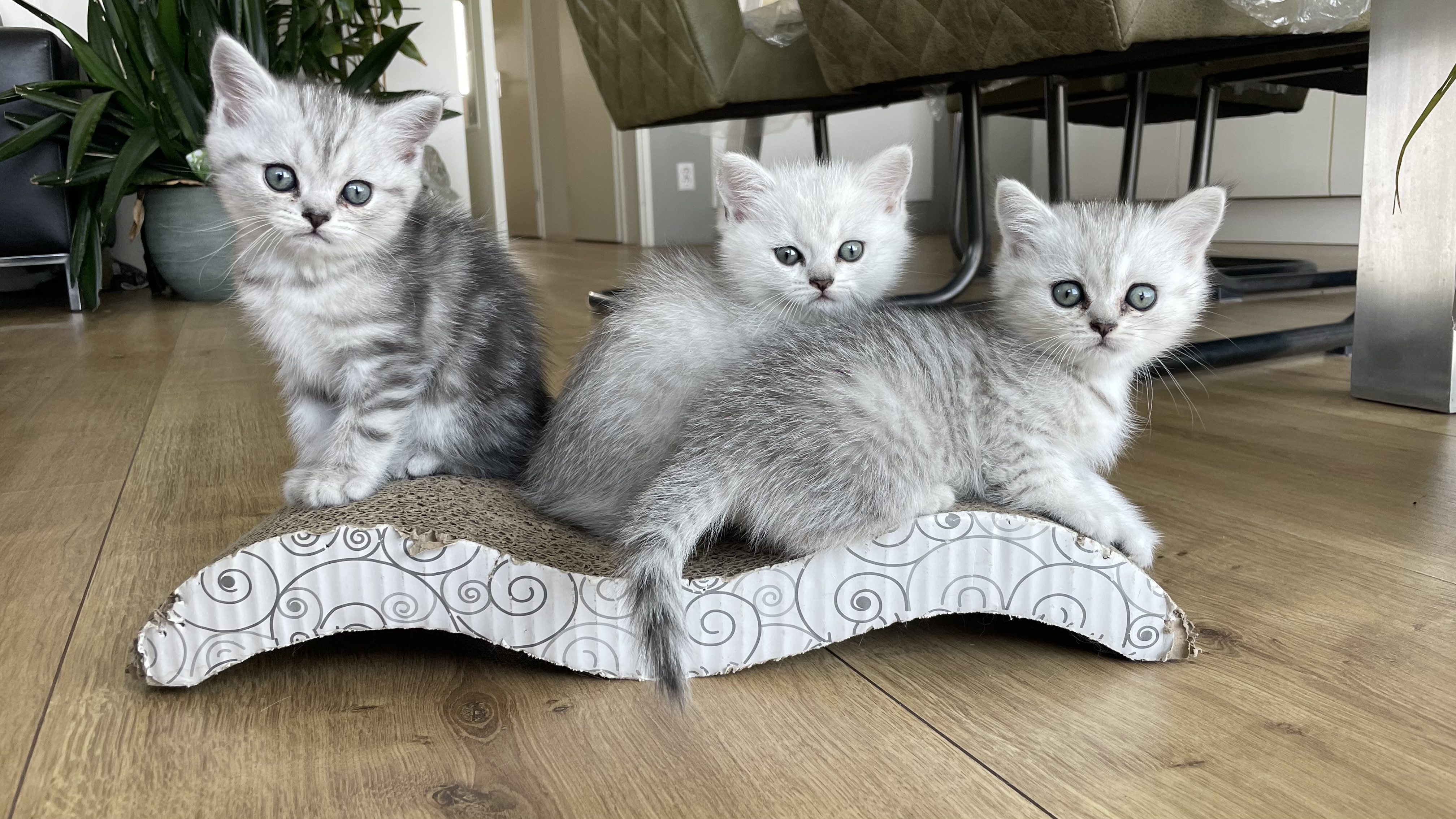 3 hele mooie Britse Lang- Korthaar Kittens Brits Kater Poes