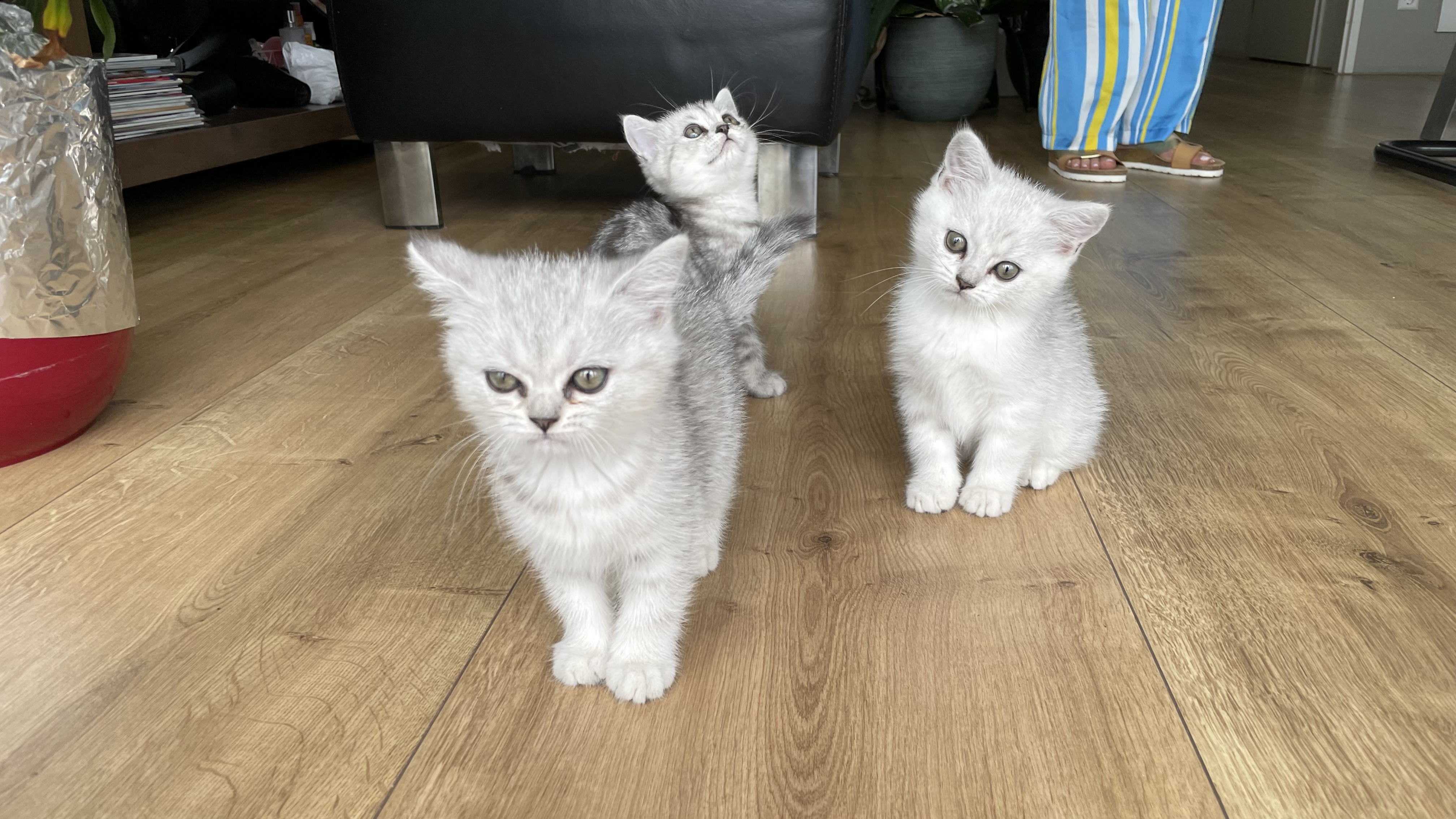 3 hele mooie Britse Lang- Korthaar Kittens Brits Kater Poes