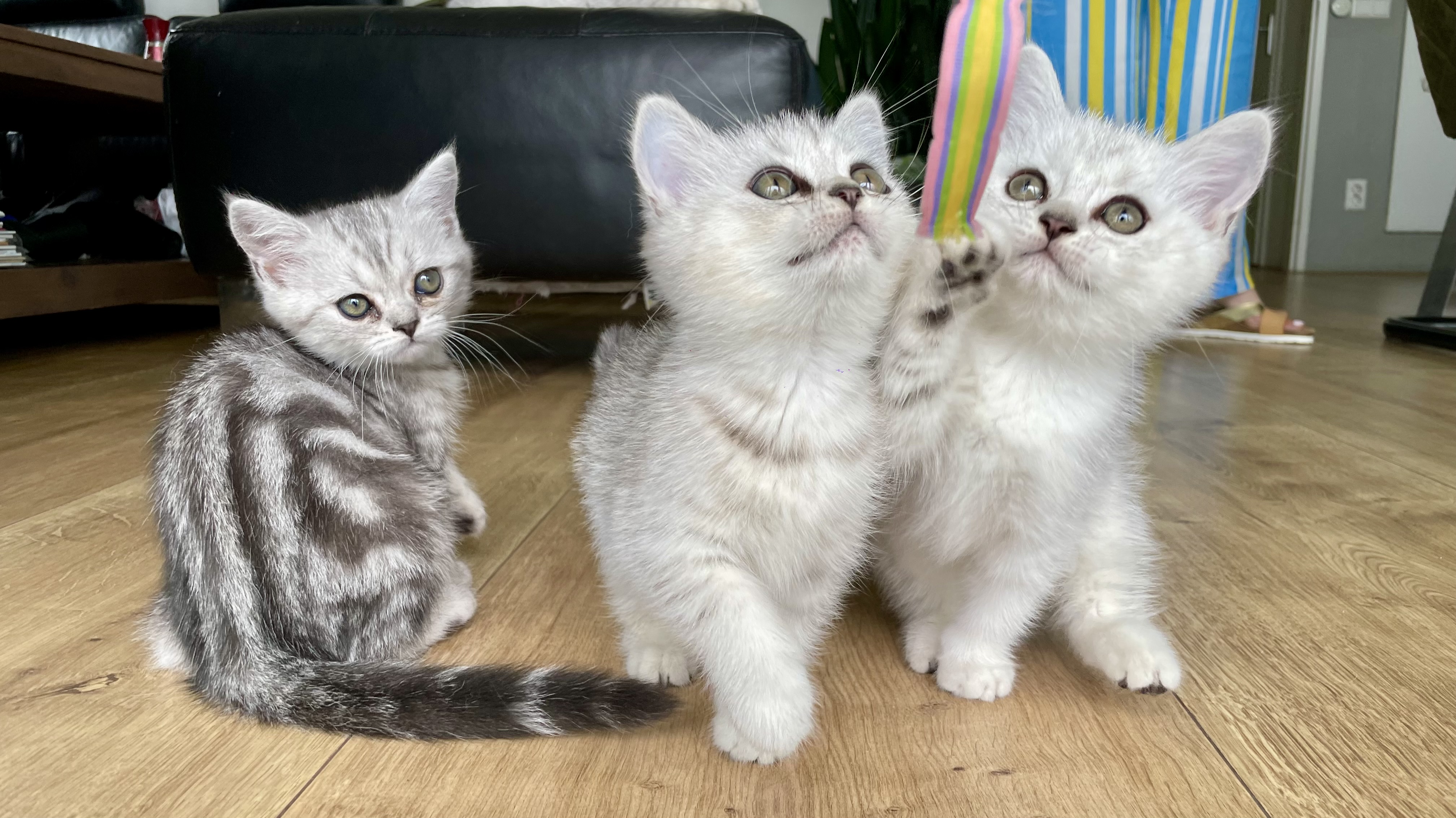 3 hele mooie Britse Lang- Korthaar Kittens Brits Kater Poes