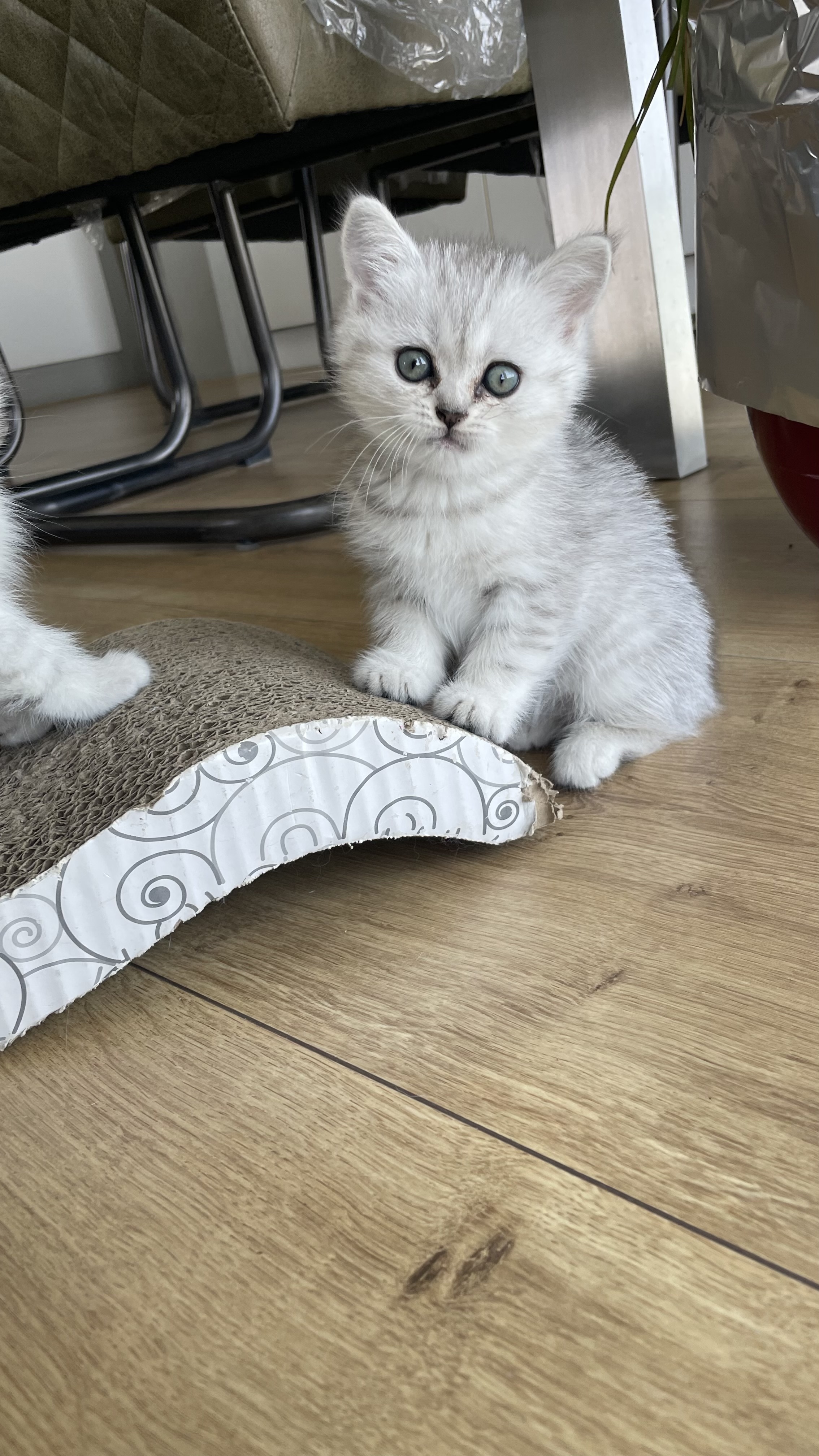 3 hele mooie Britse Lang- Korthaar Kittens Brits Kater Poes