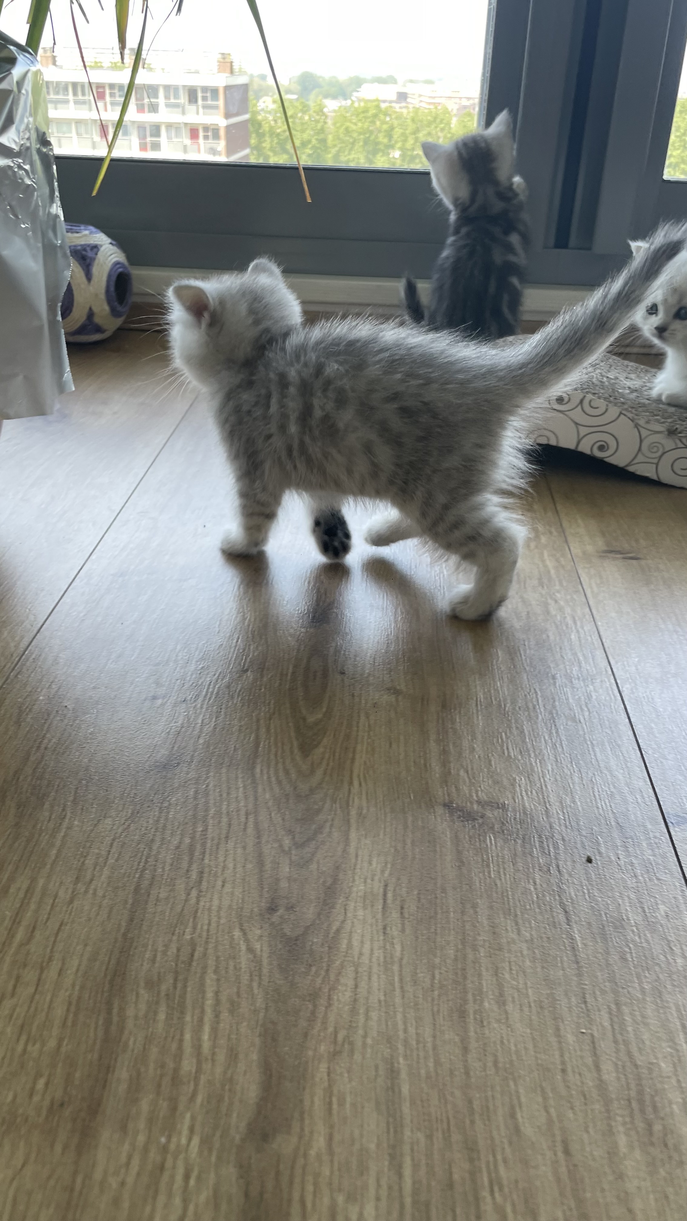 3 hele mooie Britse Lang- Korthaar Kittens Brits Kater Poes