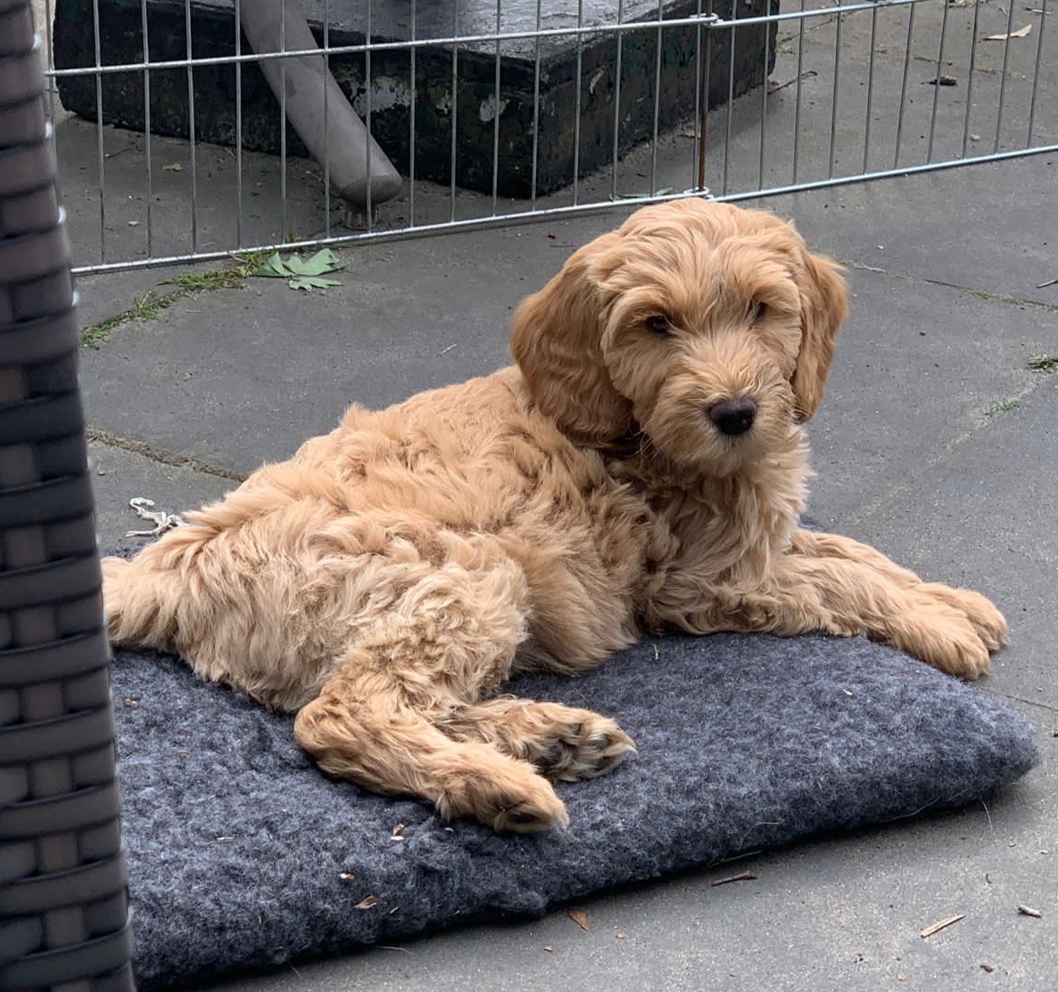 Australian labradoodle pup