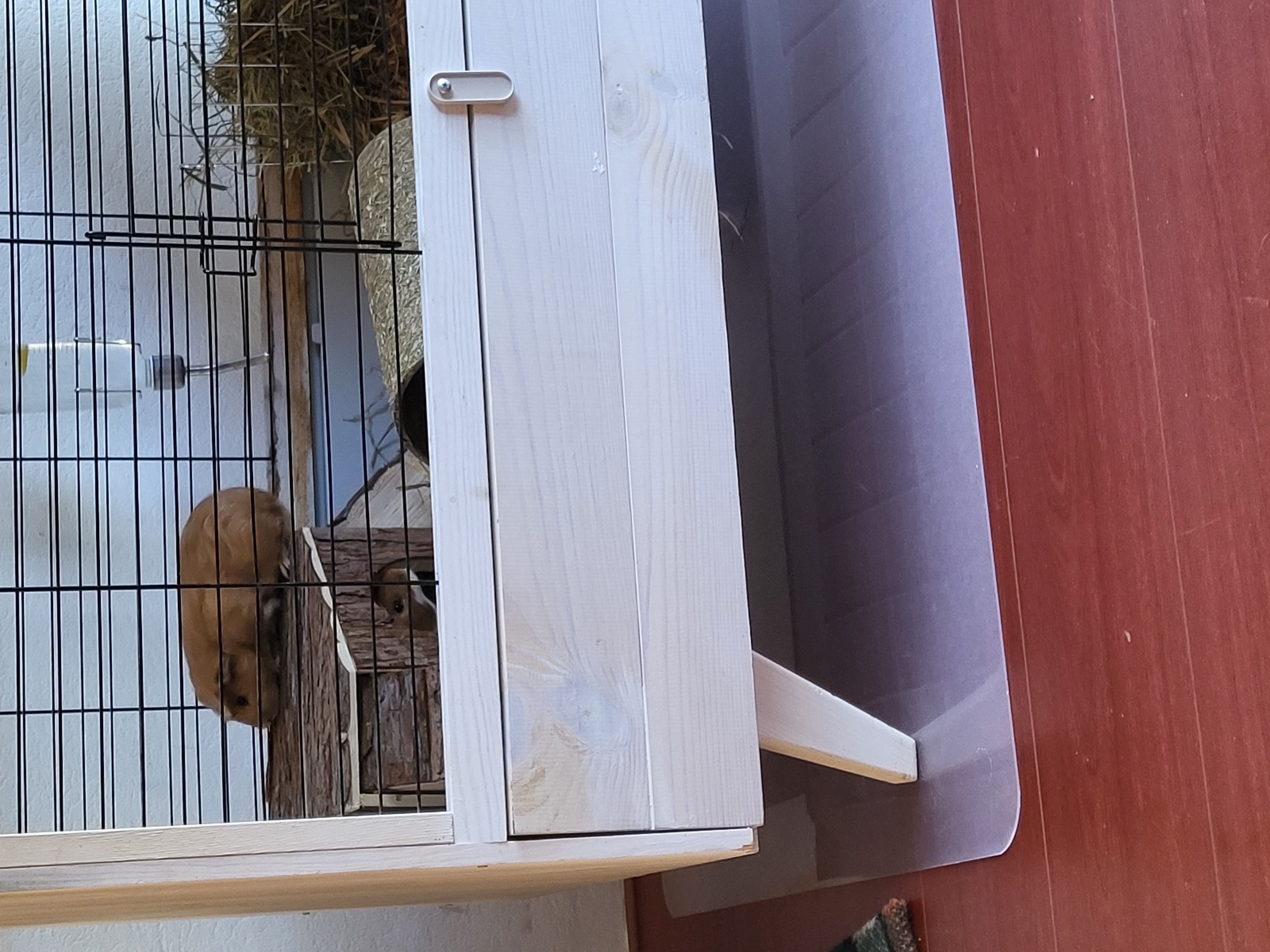 Twee mannetjes cavia's met hok en toebehoren