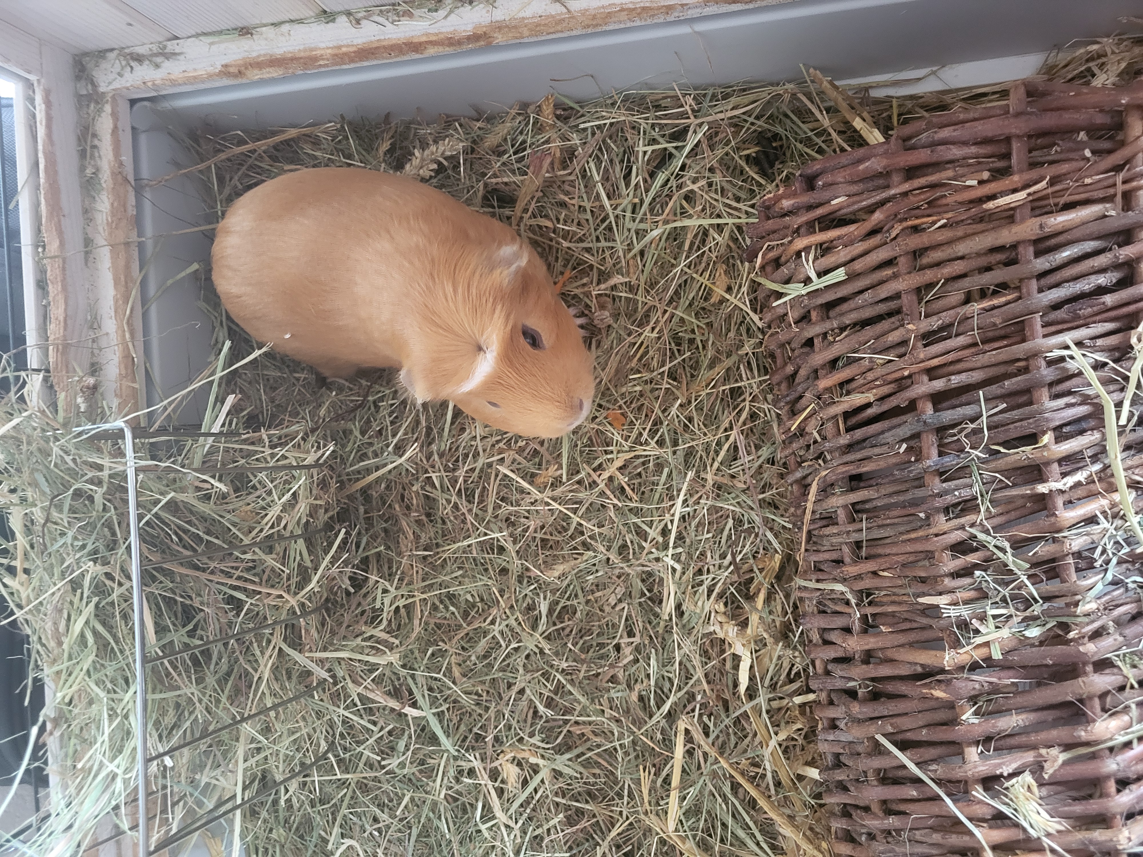 Twee mannetjes cavia's met hok en toebehoren