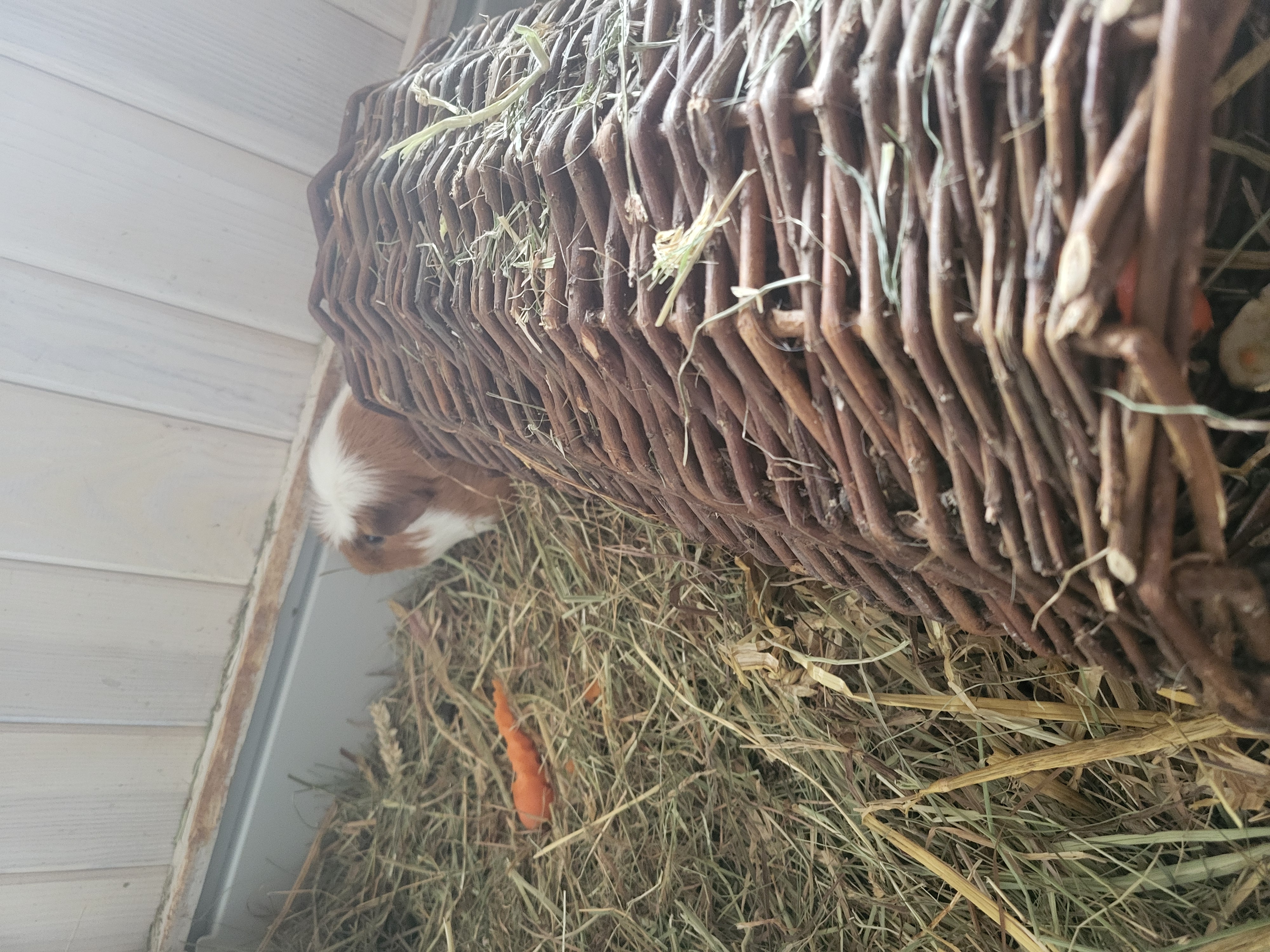 Twee mannetjes cavia's met hok en toebehoren