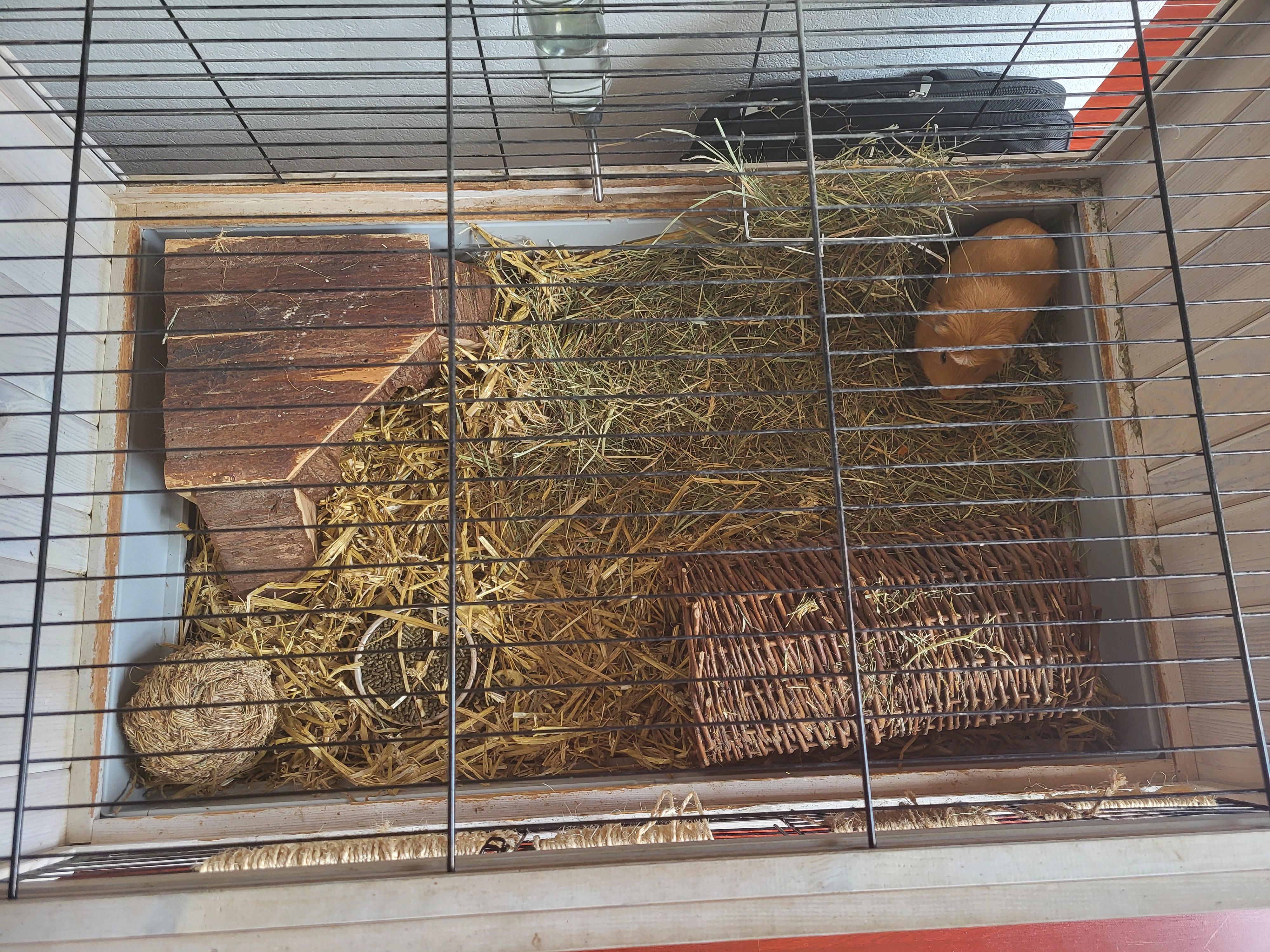 Twee mannetjes cavia's met hok en toebehoren