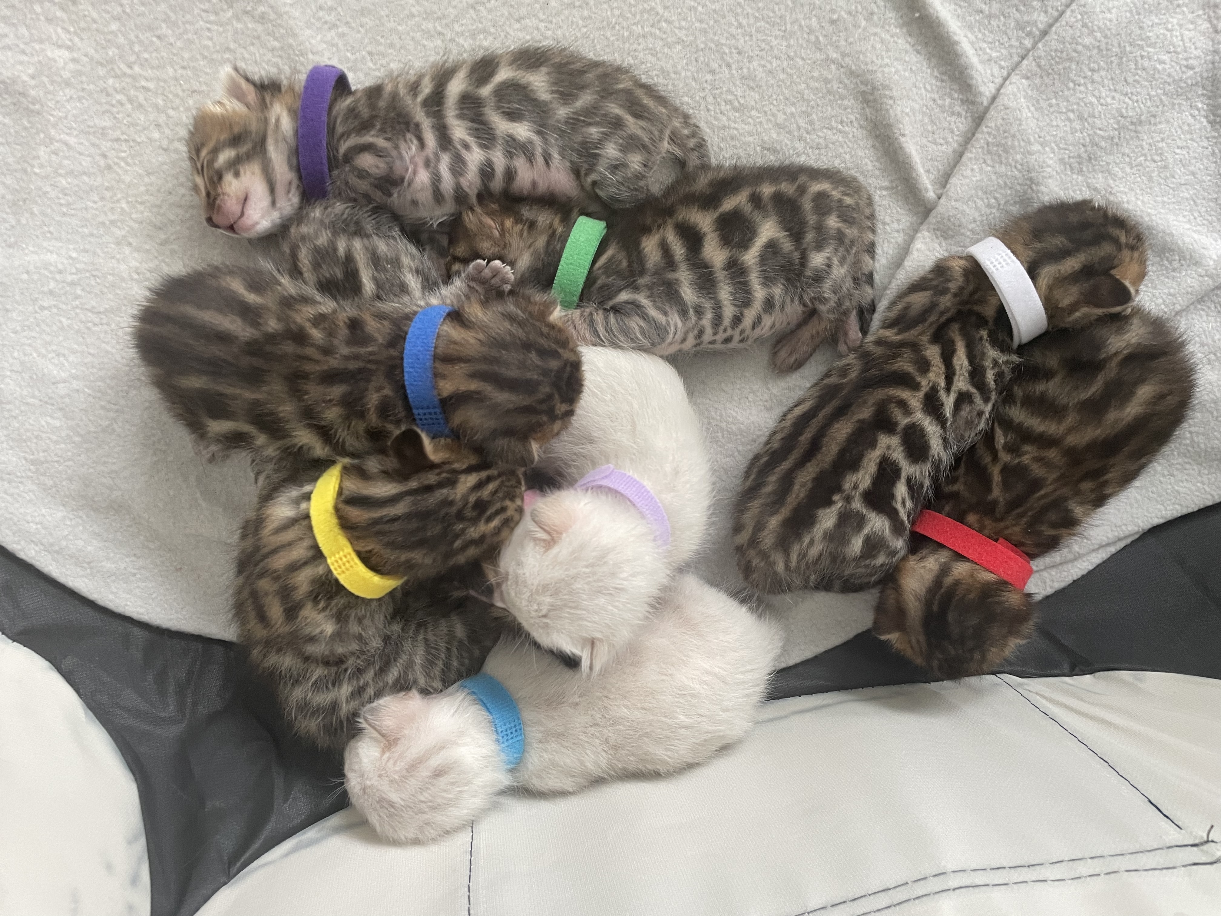 Raszuivere bengaal  kittens met stamboom