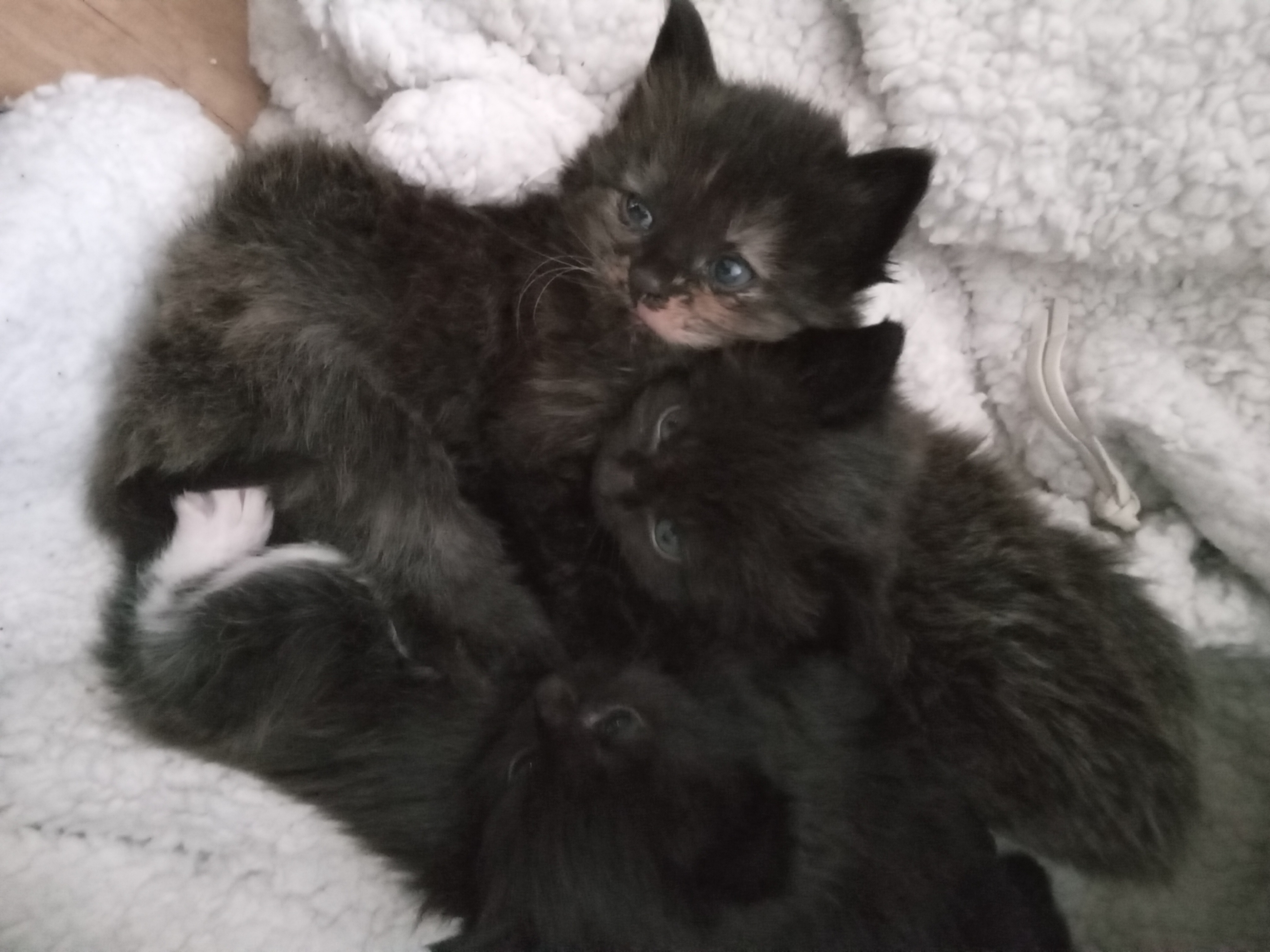 5 mooie aanhankelijke kittens