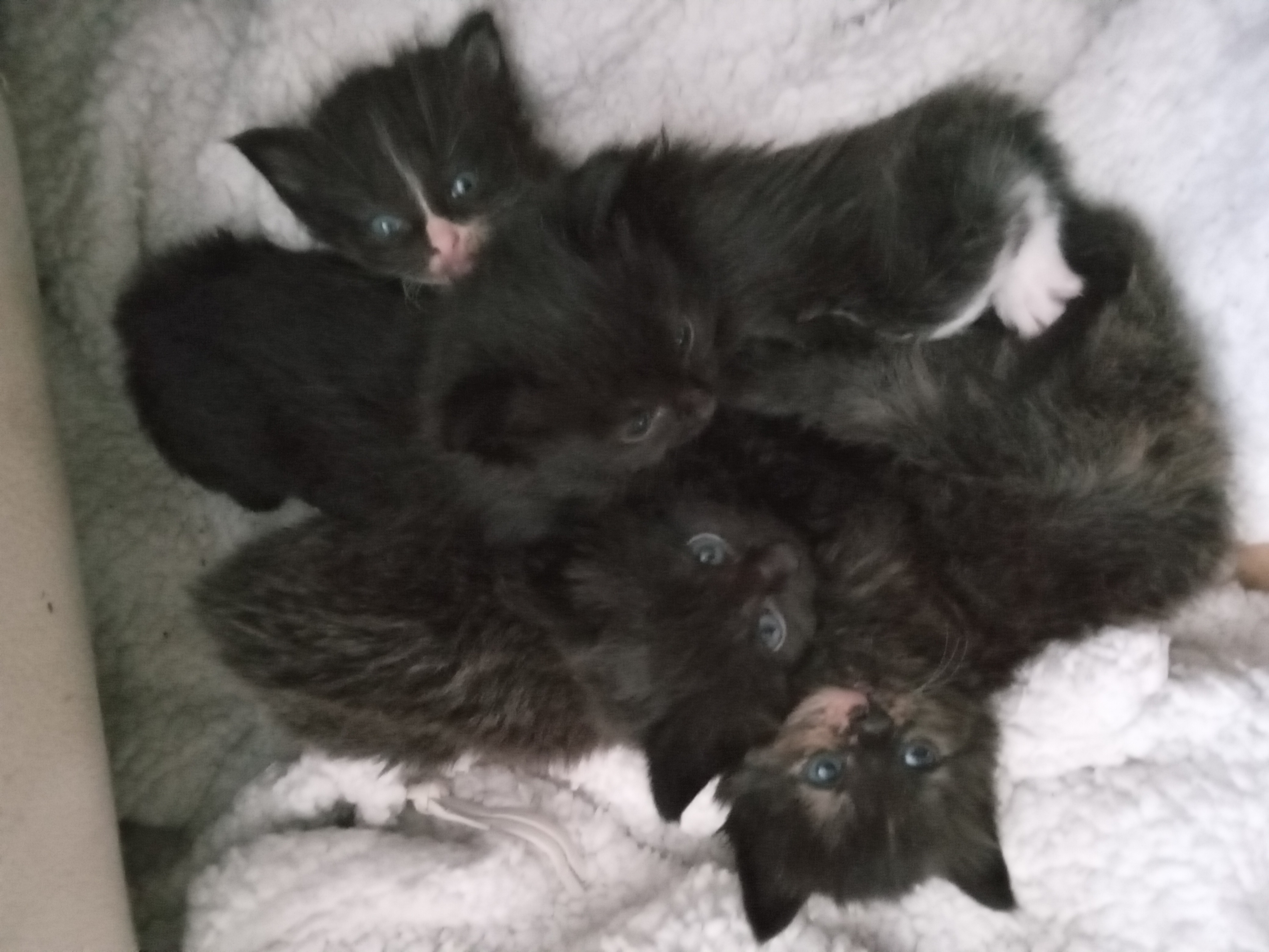 5 mooie aanhankelijke kittens