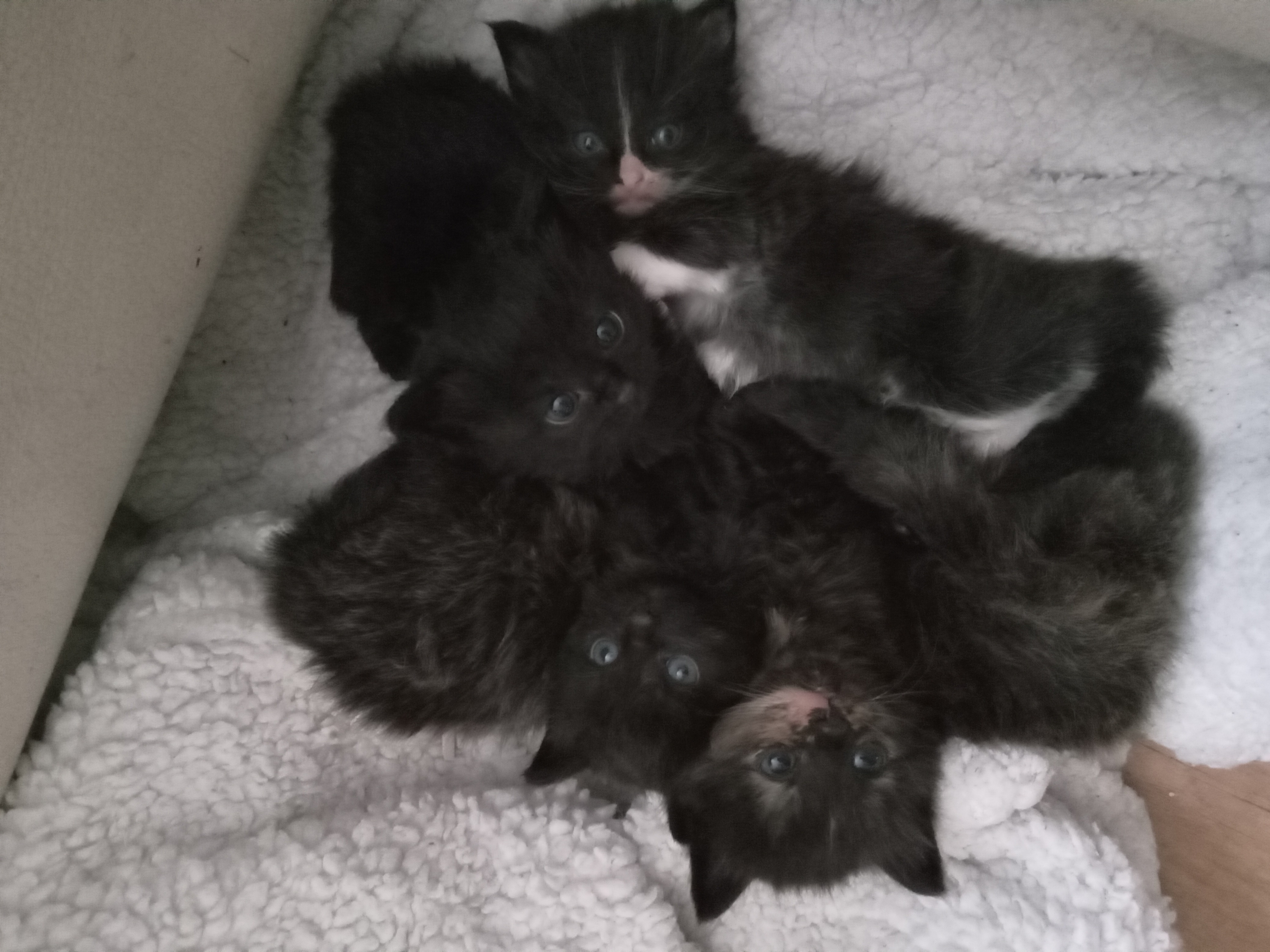 5 mooie aanhankelijke kittens