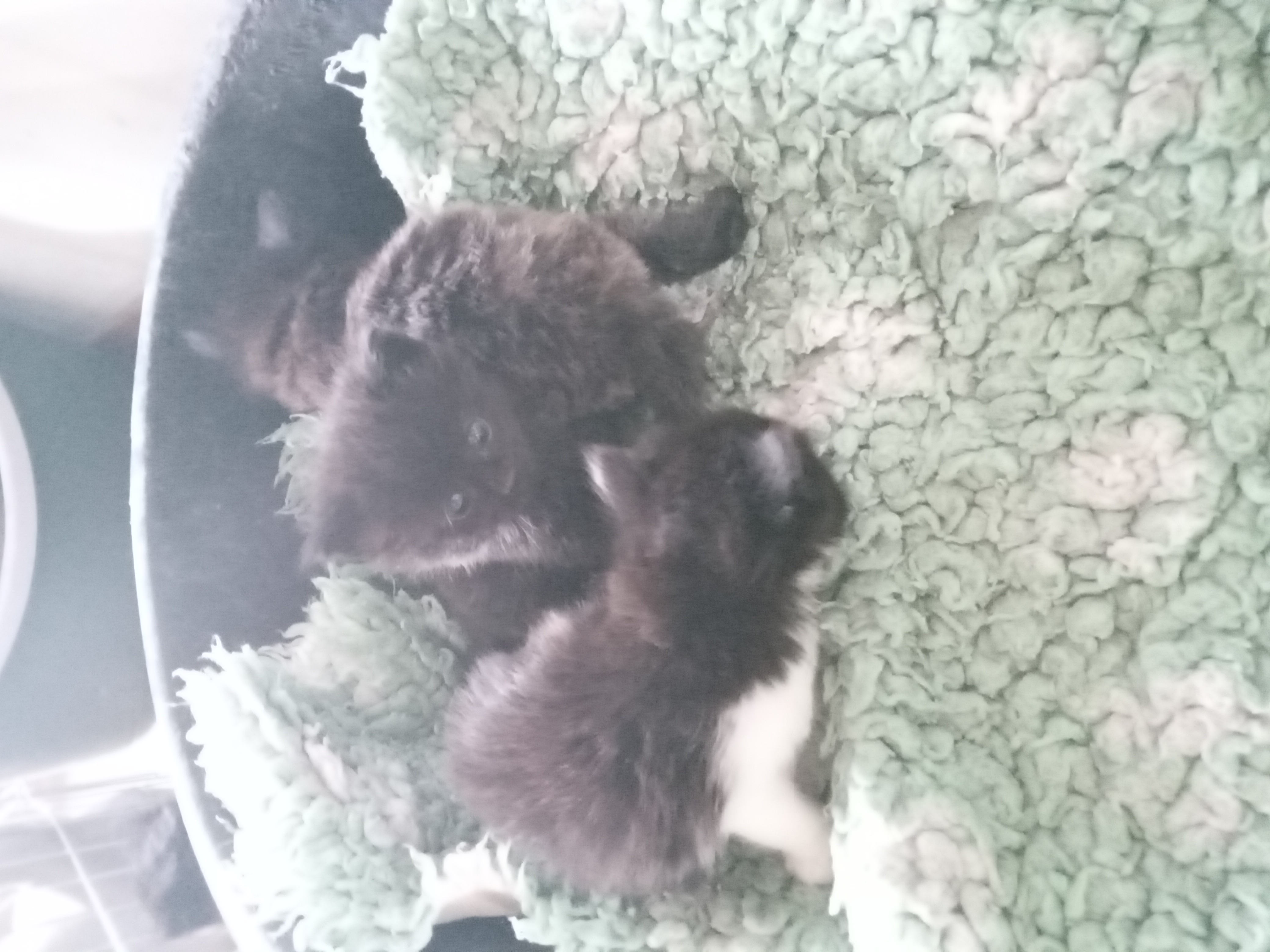 5 mooie aanhankelijke kittens