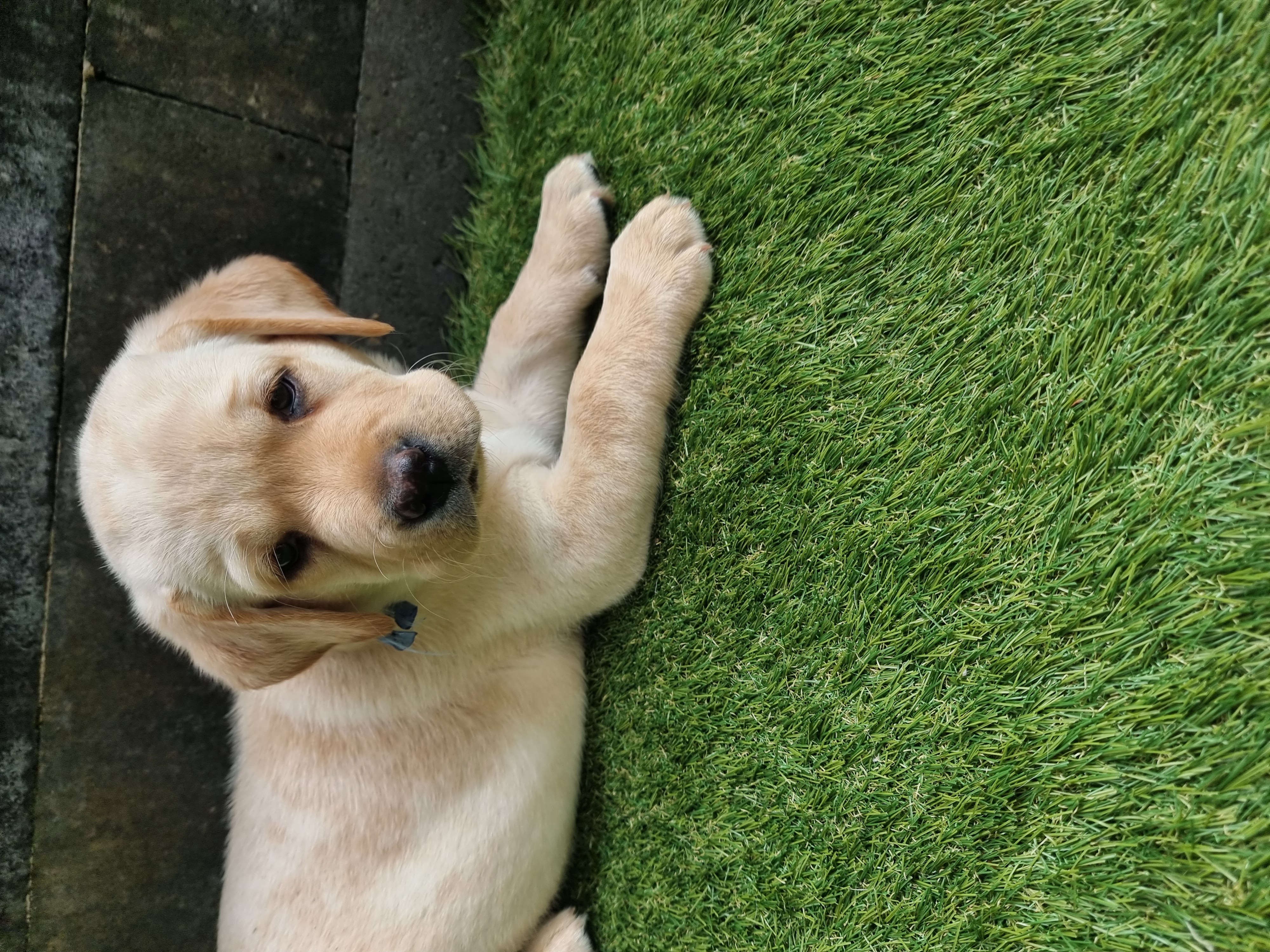 Labrador pups