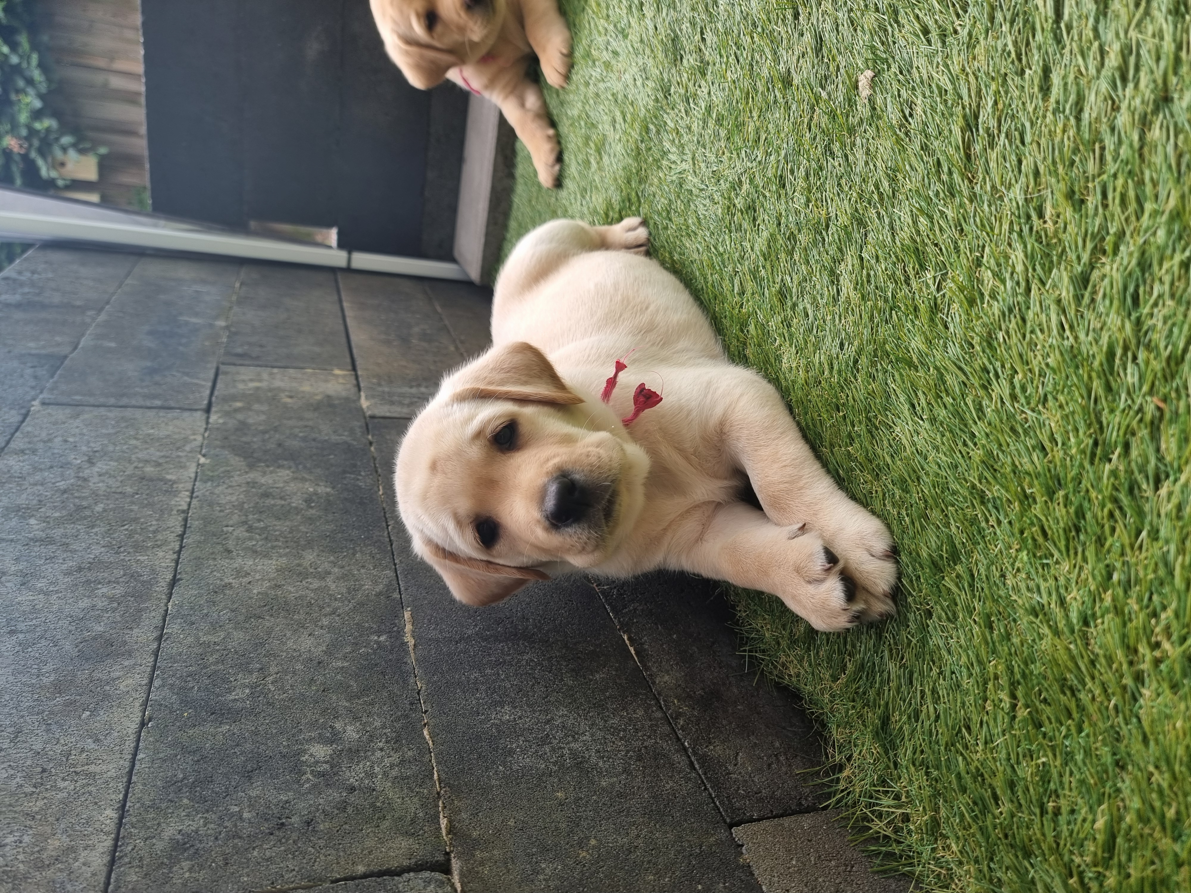 Labrador pups