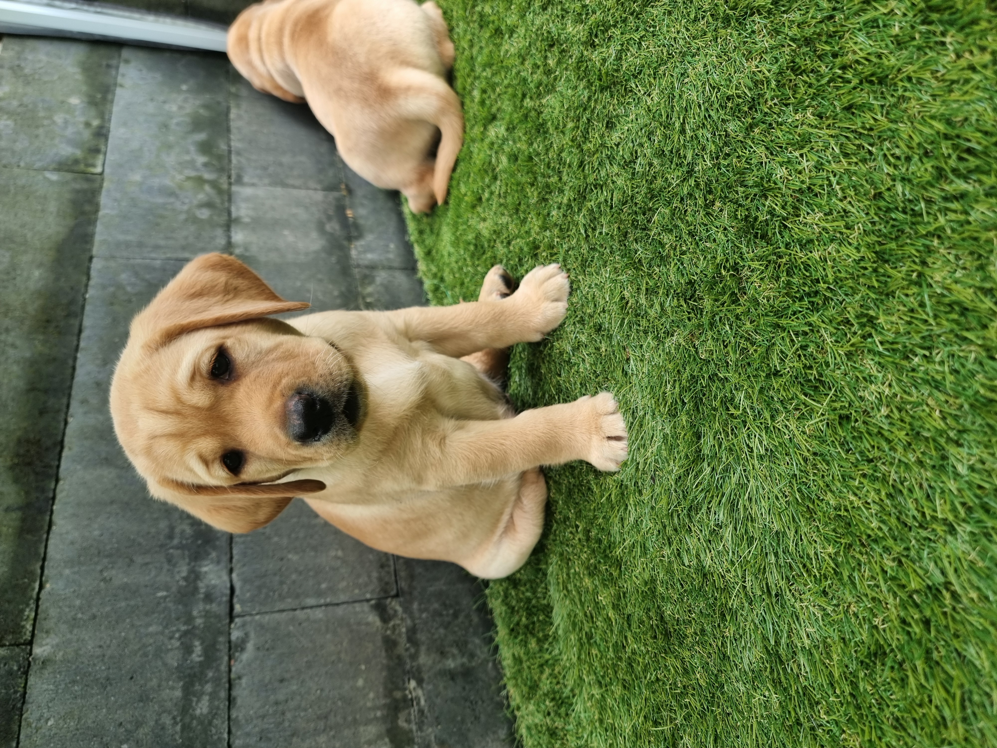 Labrador pups