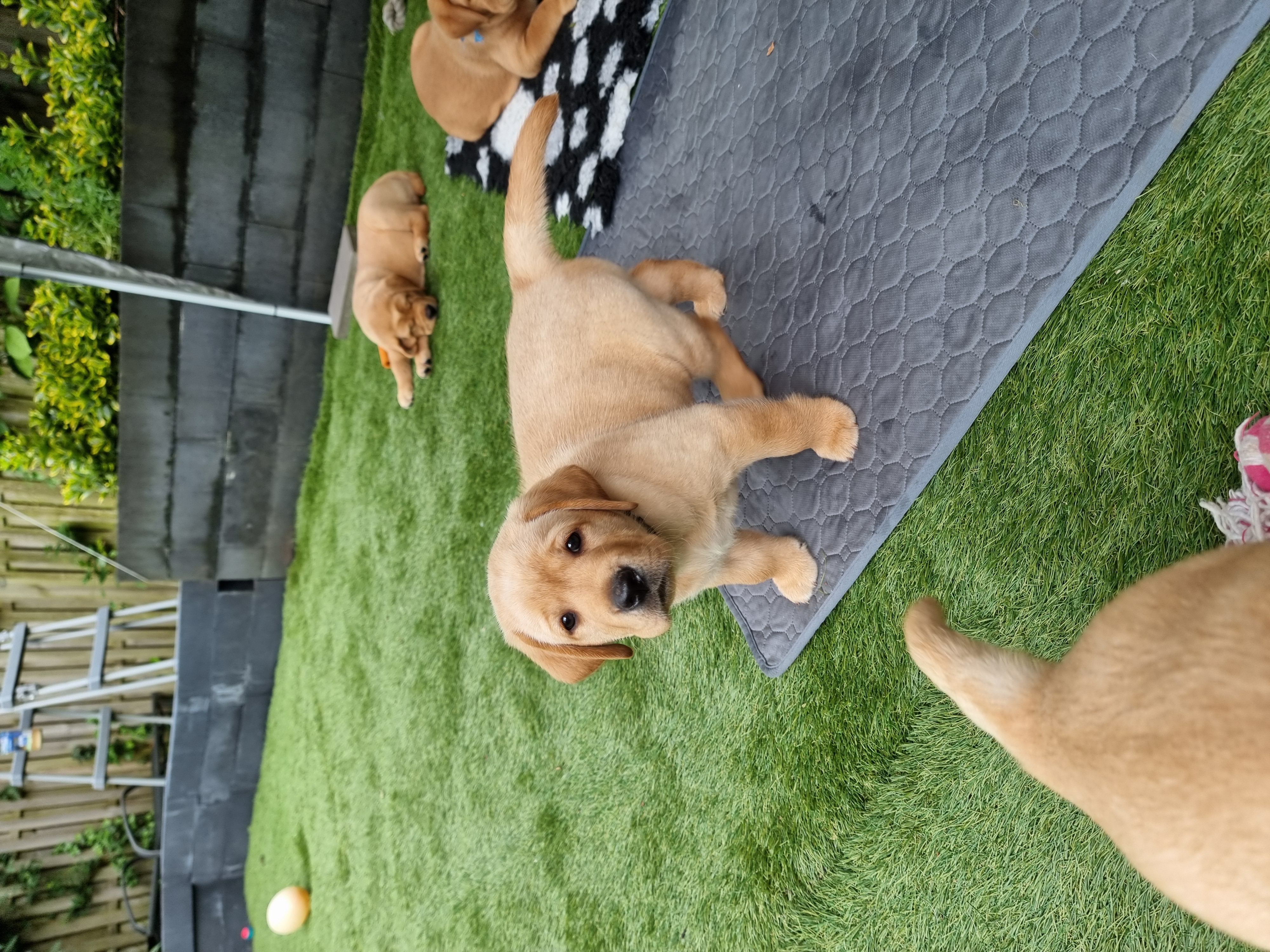 Labrador pups