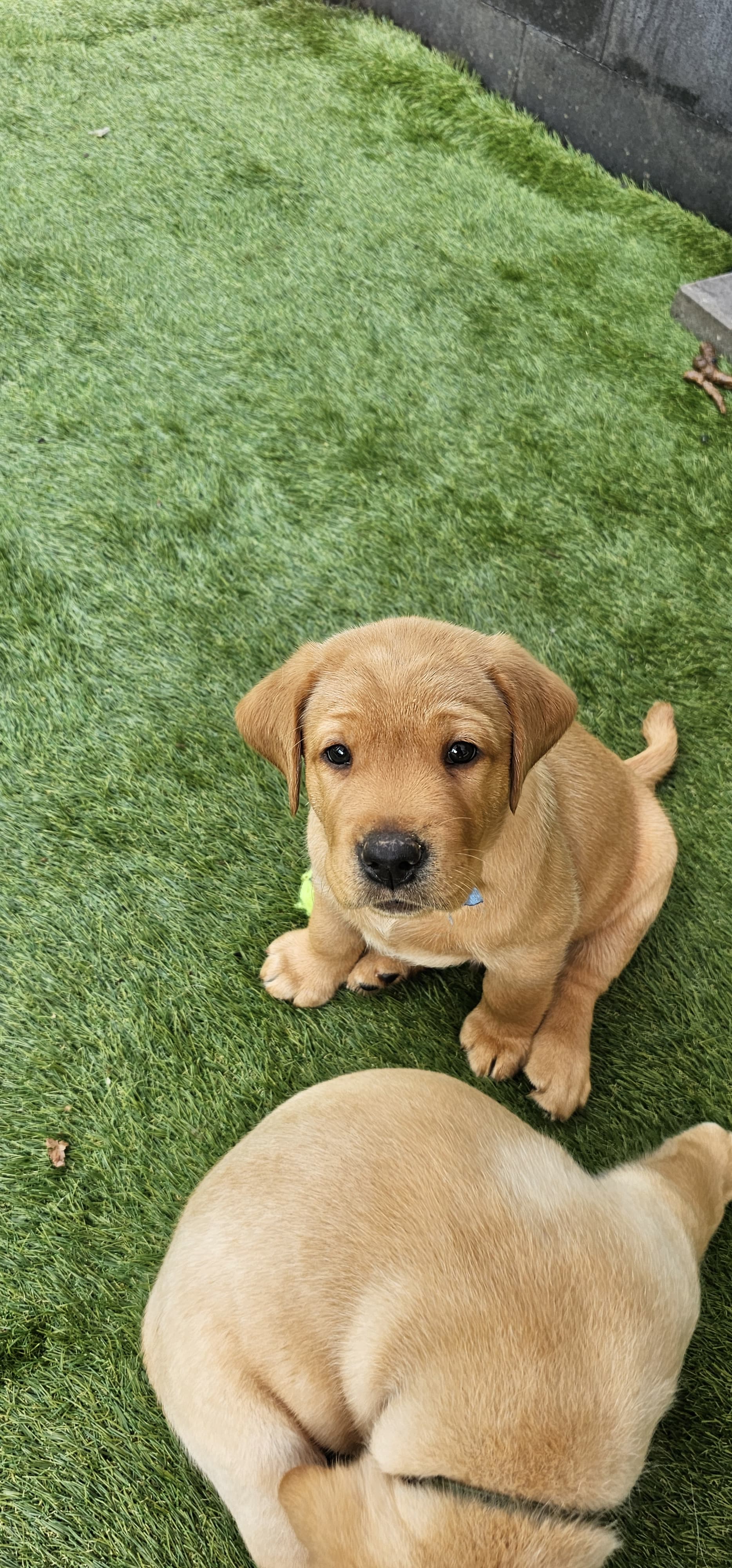 Labrador pups