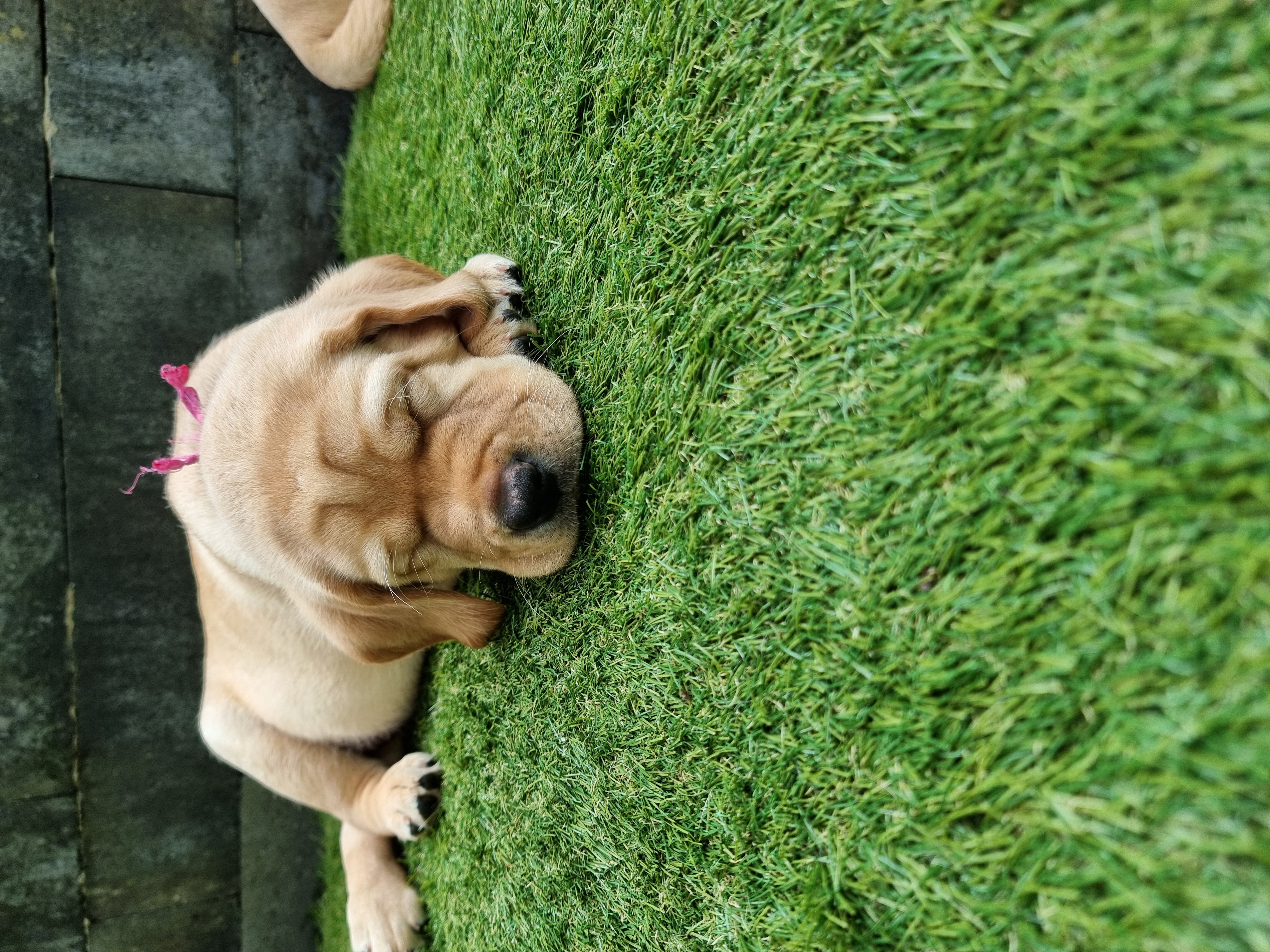 Labrador pups