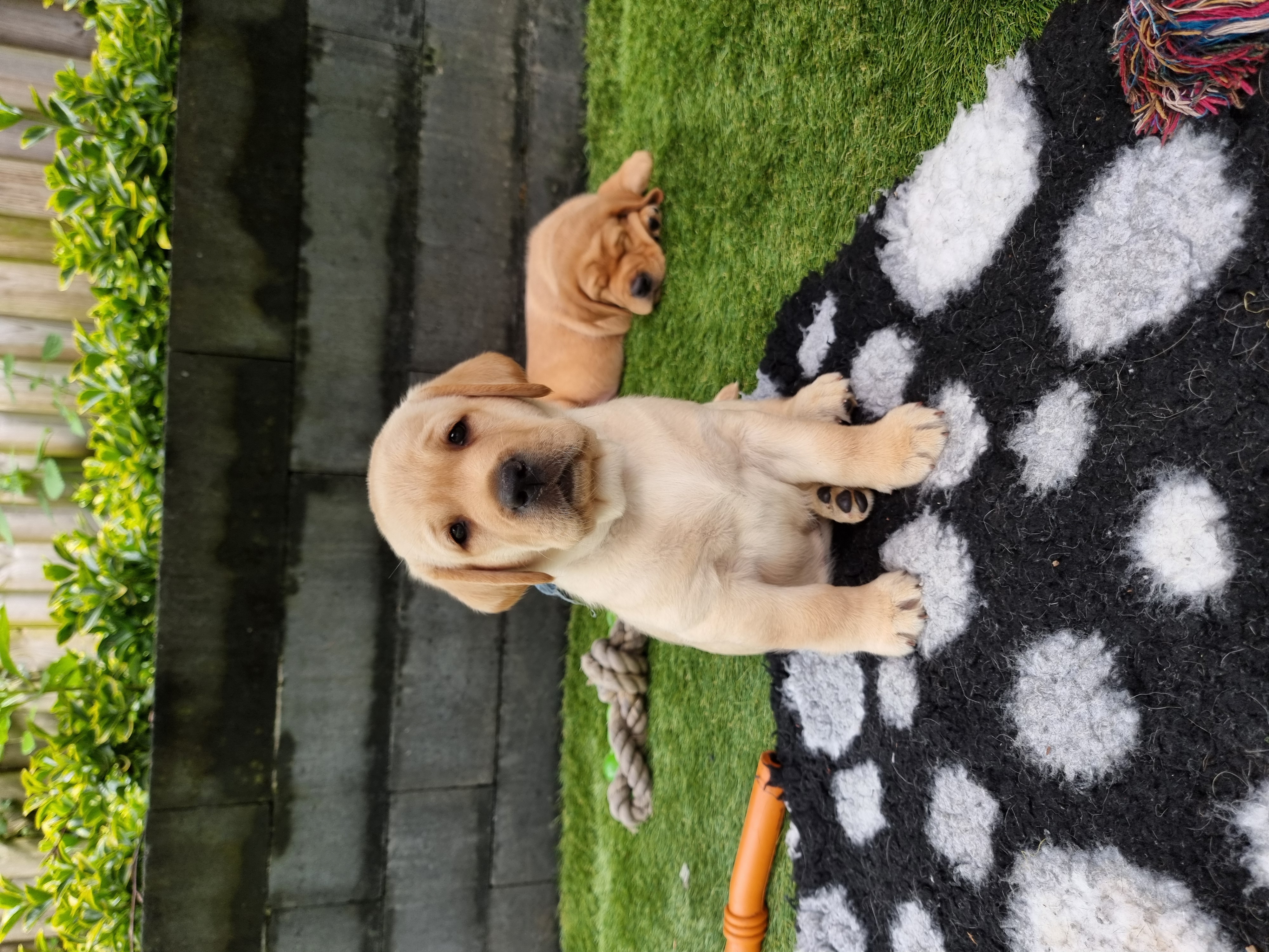 Labrador pups