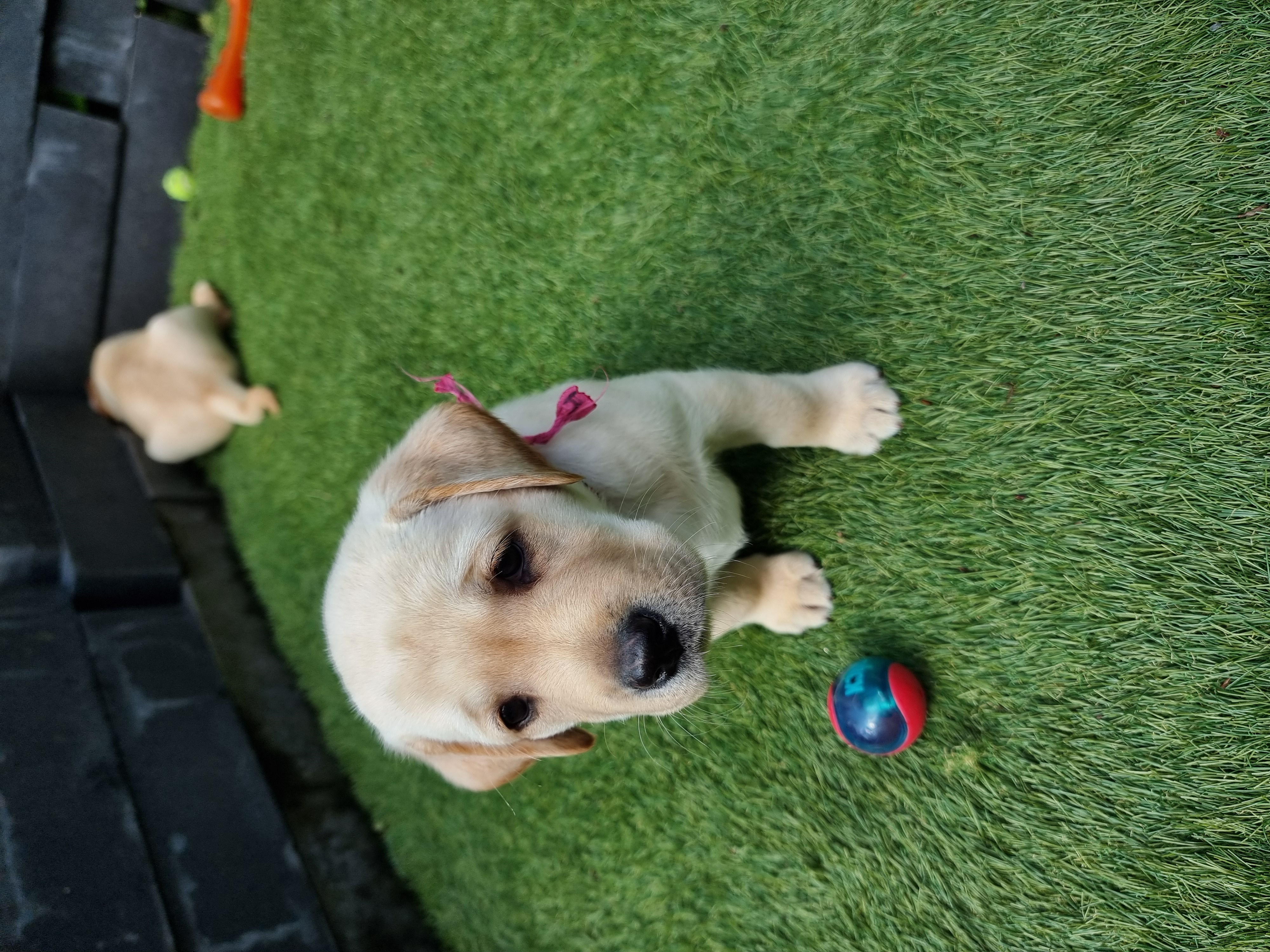 Labrador pups