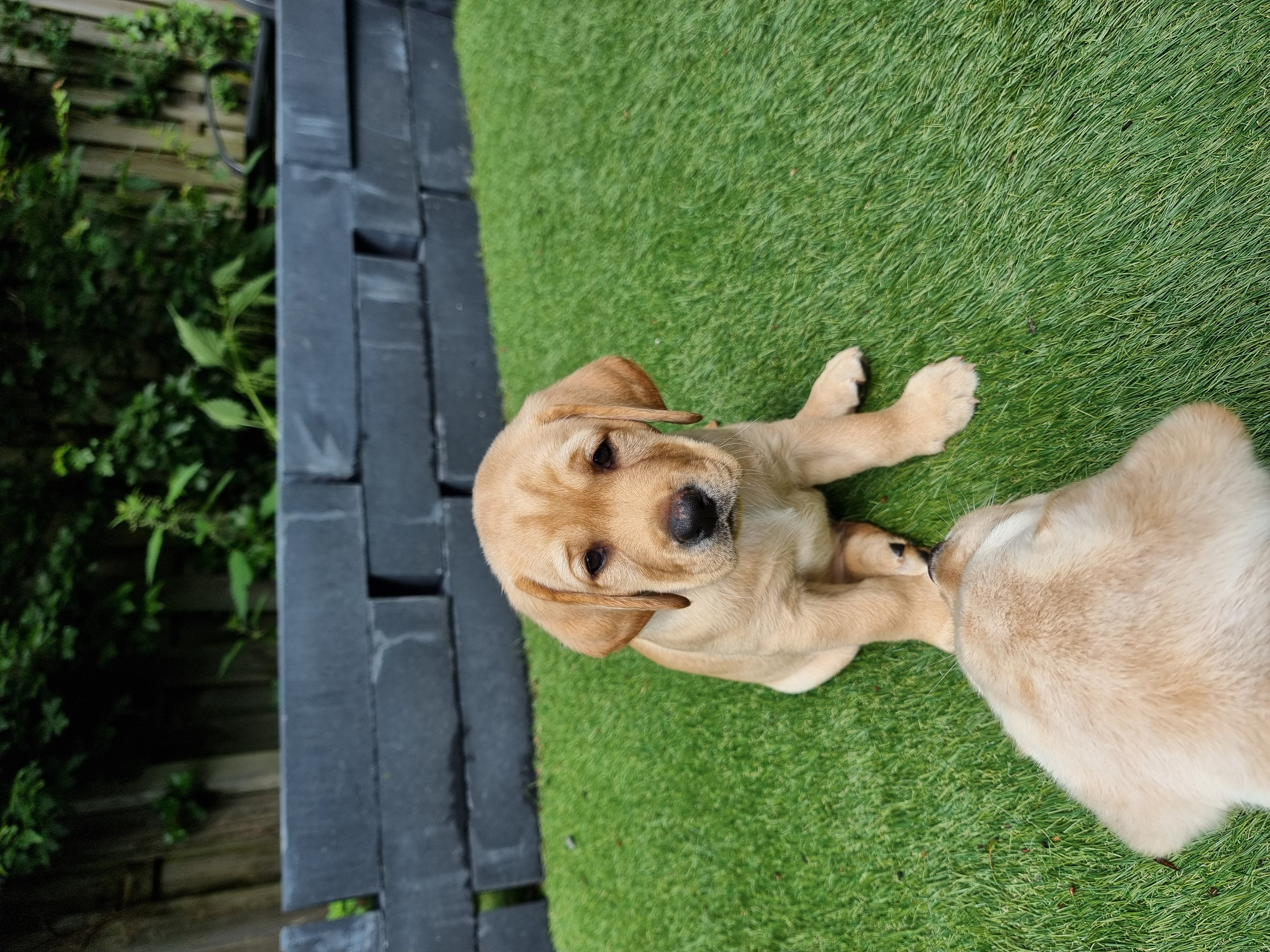 Labrador pups