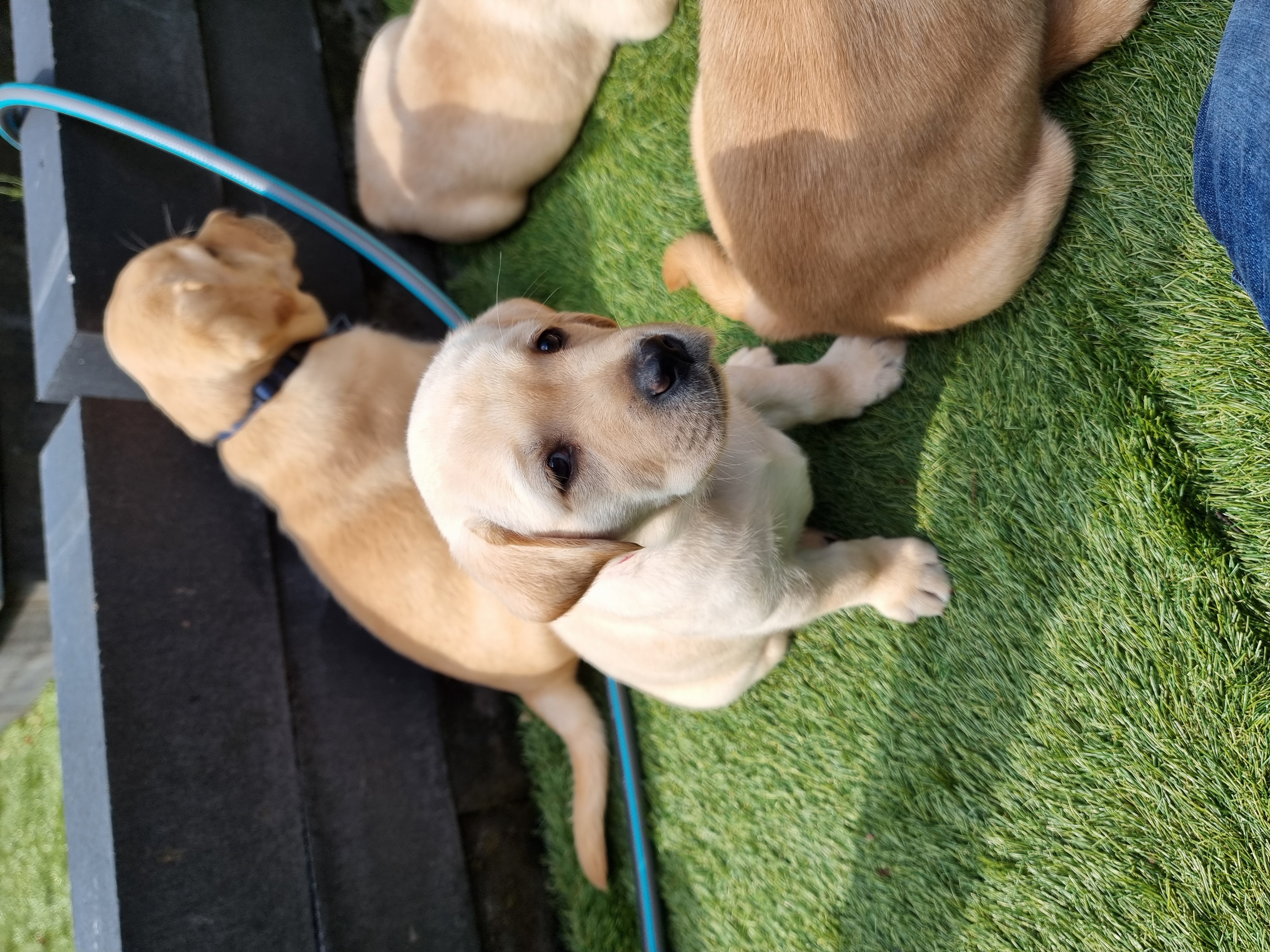 Labrador pups