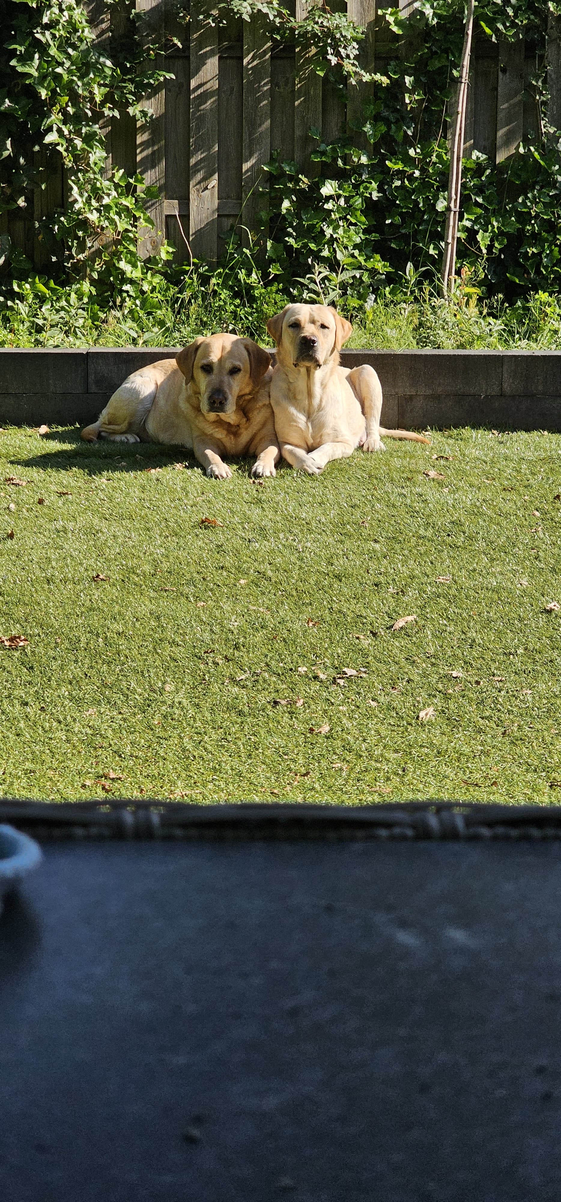 Labrador pups