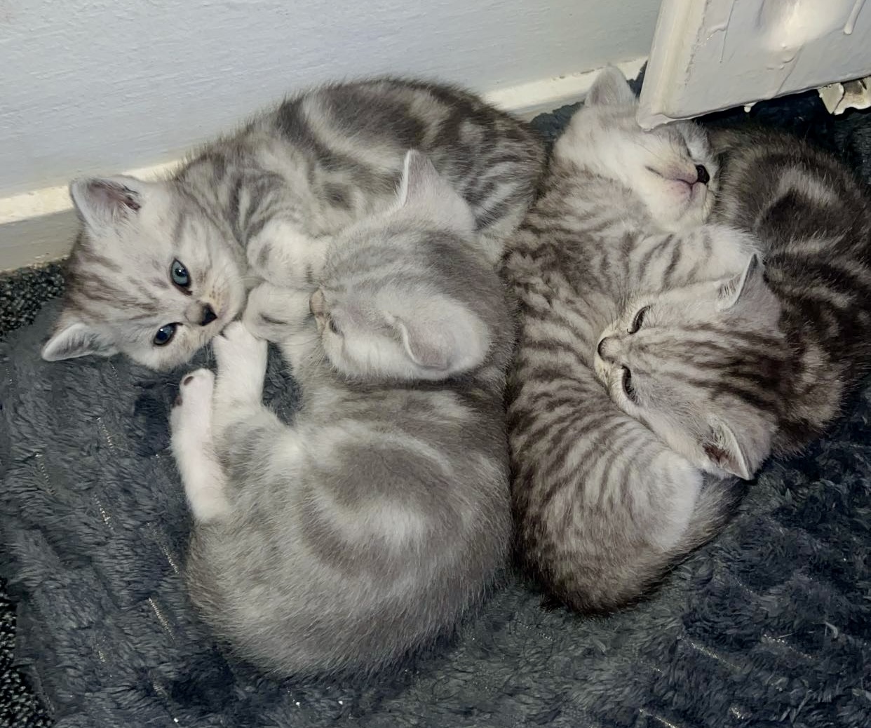 Britse korthaar kittens te koop