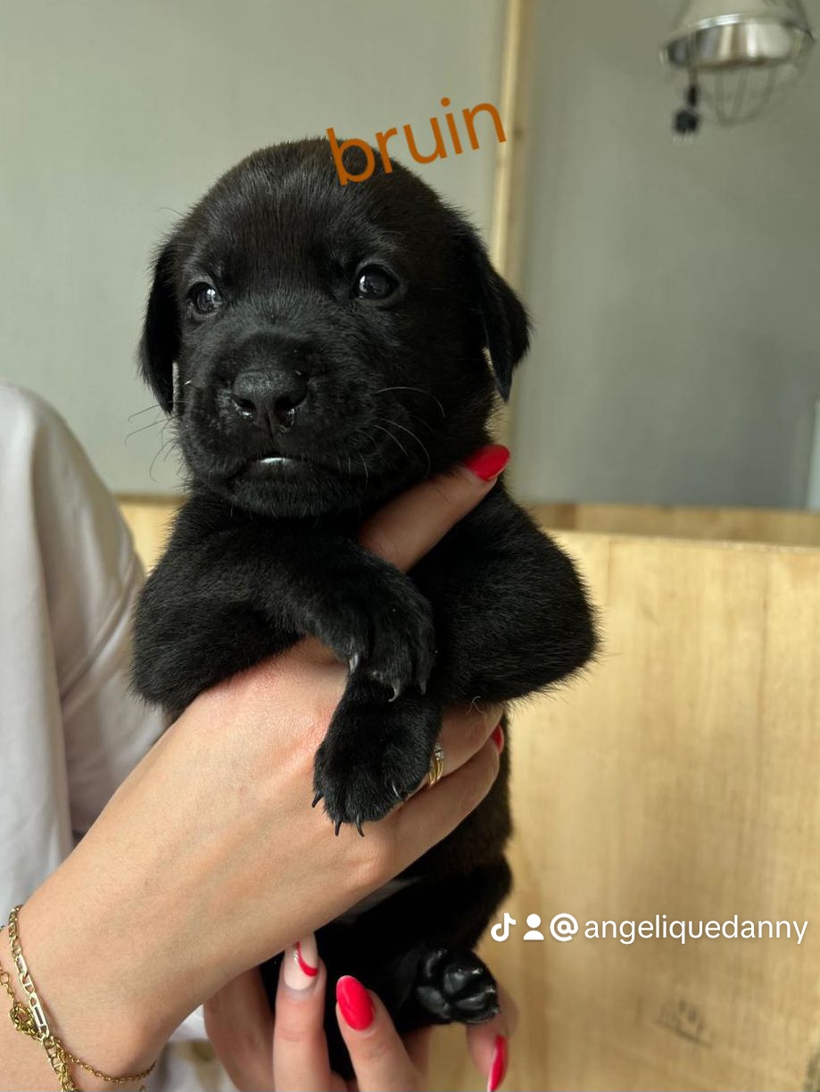 10 mooie labrador pups🥰