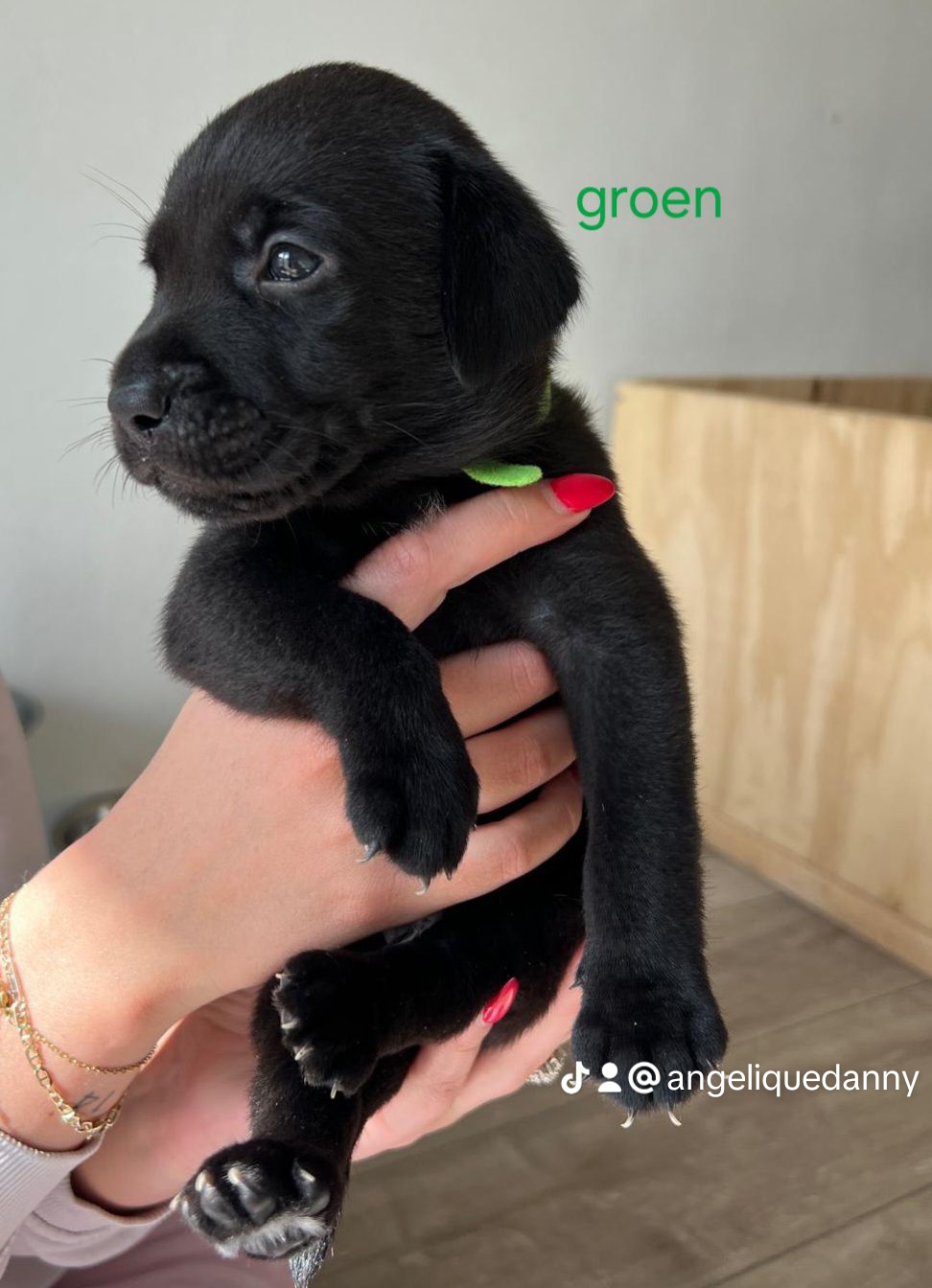 10 mooie labrador pups🥰