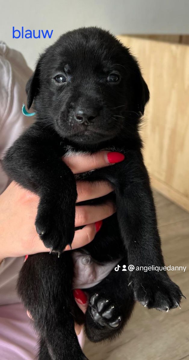 10 mooie labrador pups🥰