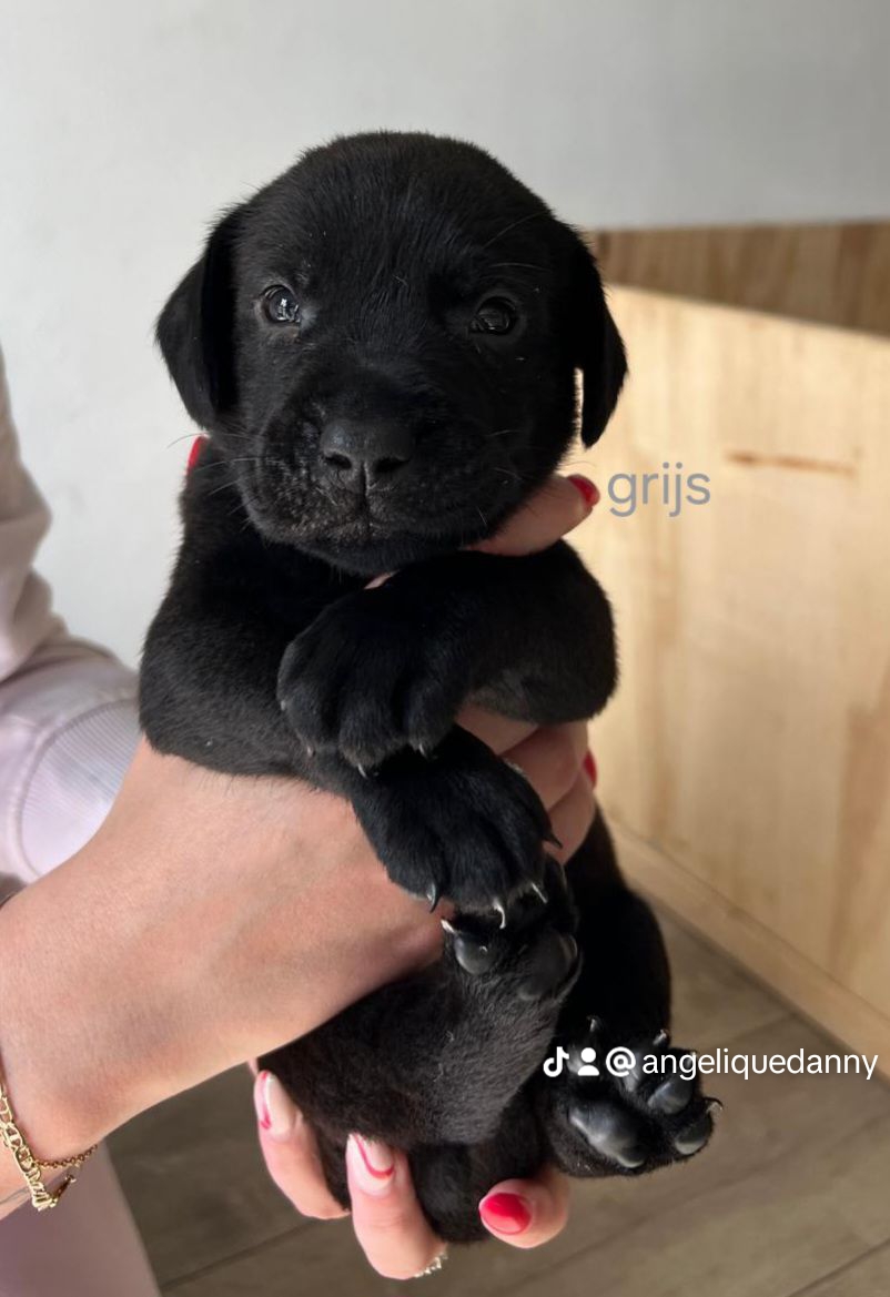 10 mooie labrador pups🥰