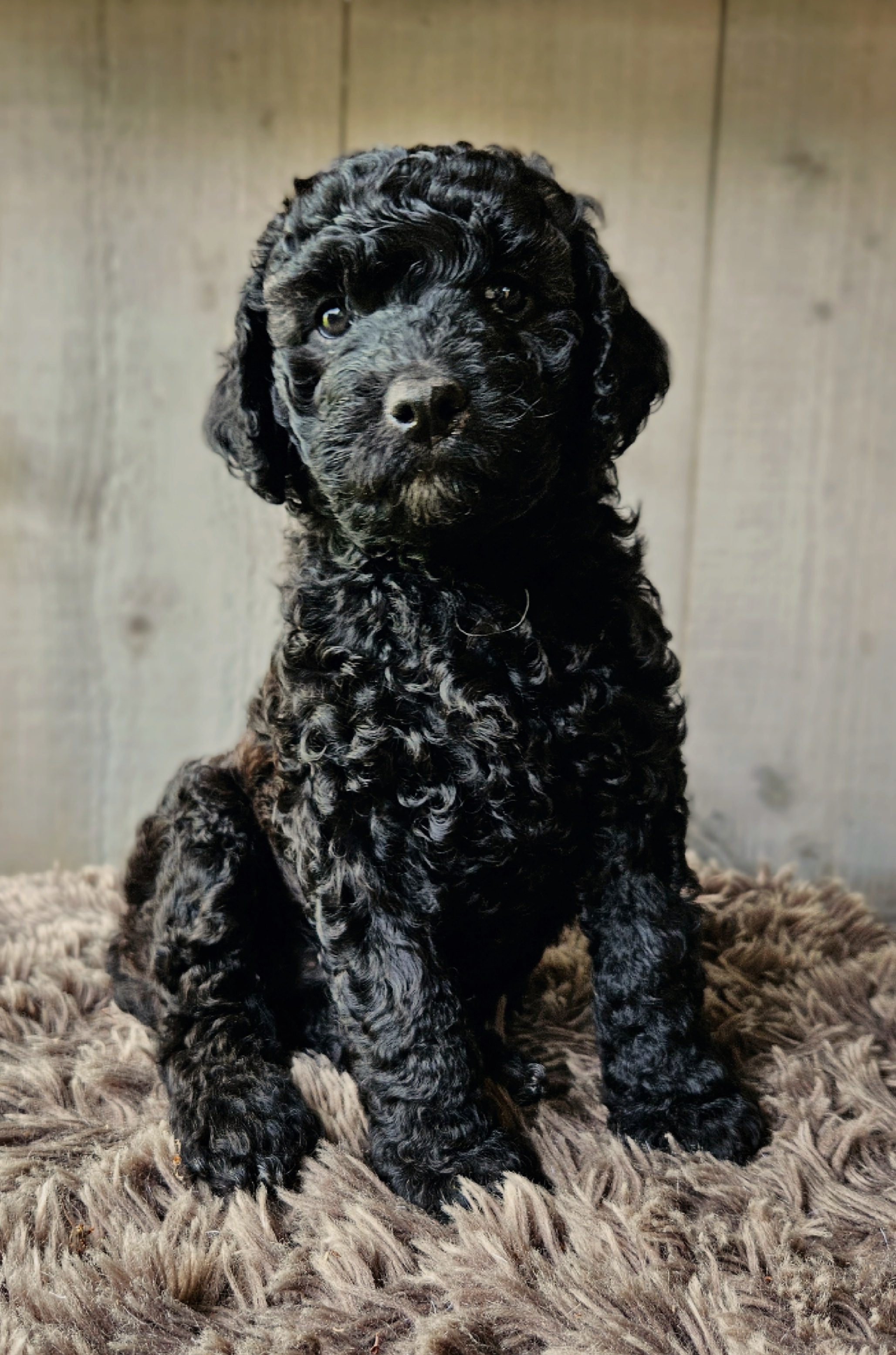 Labradoodle pups / puppy's