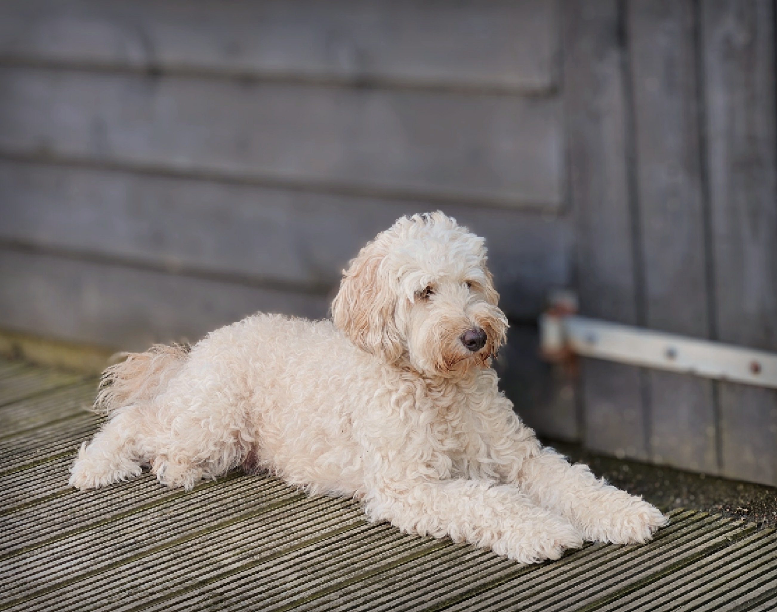 Labradoodle pups / puppy's