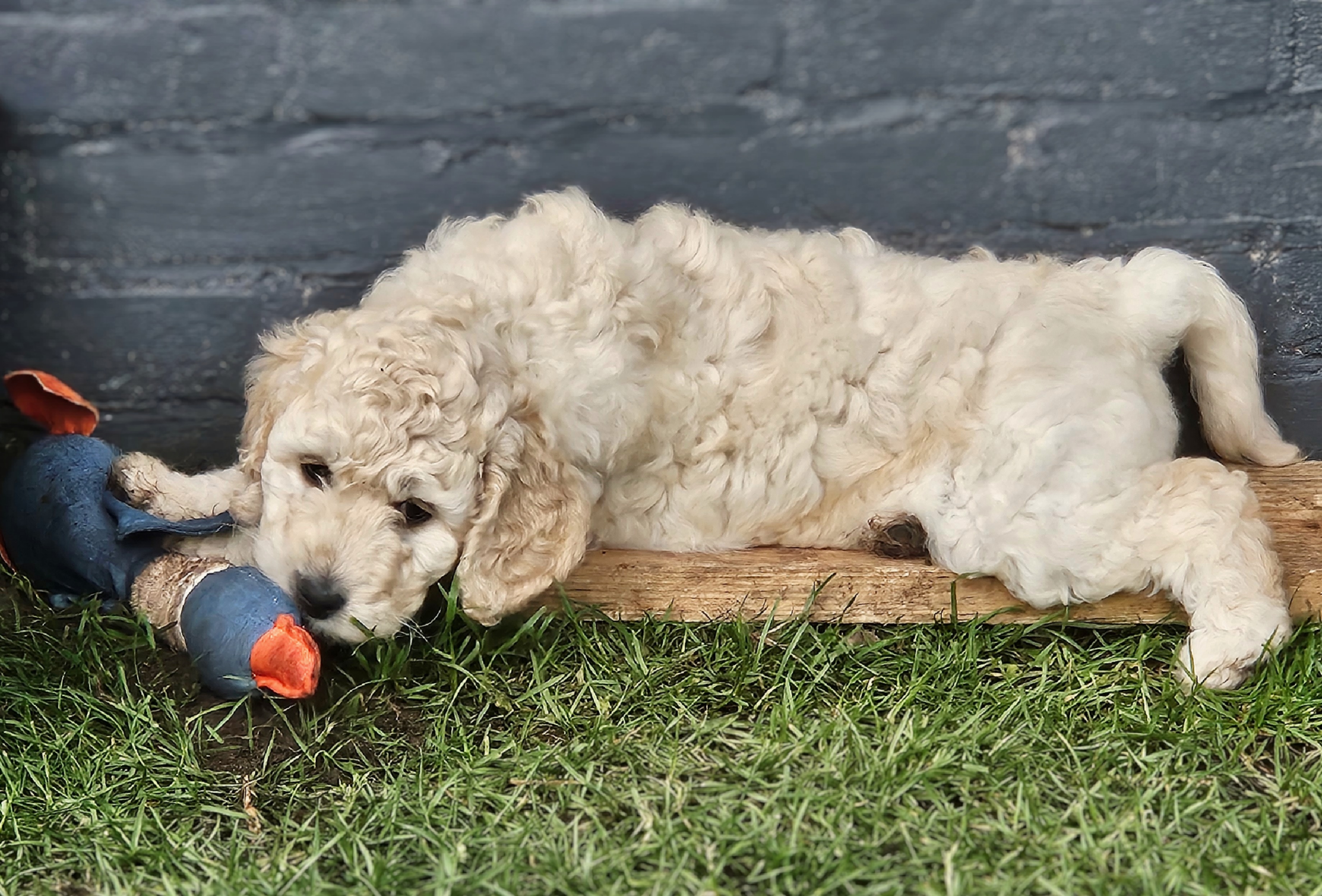 Labradoodle pups / puppy's