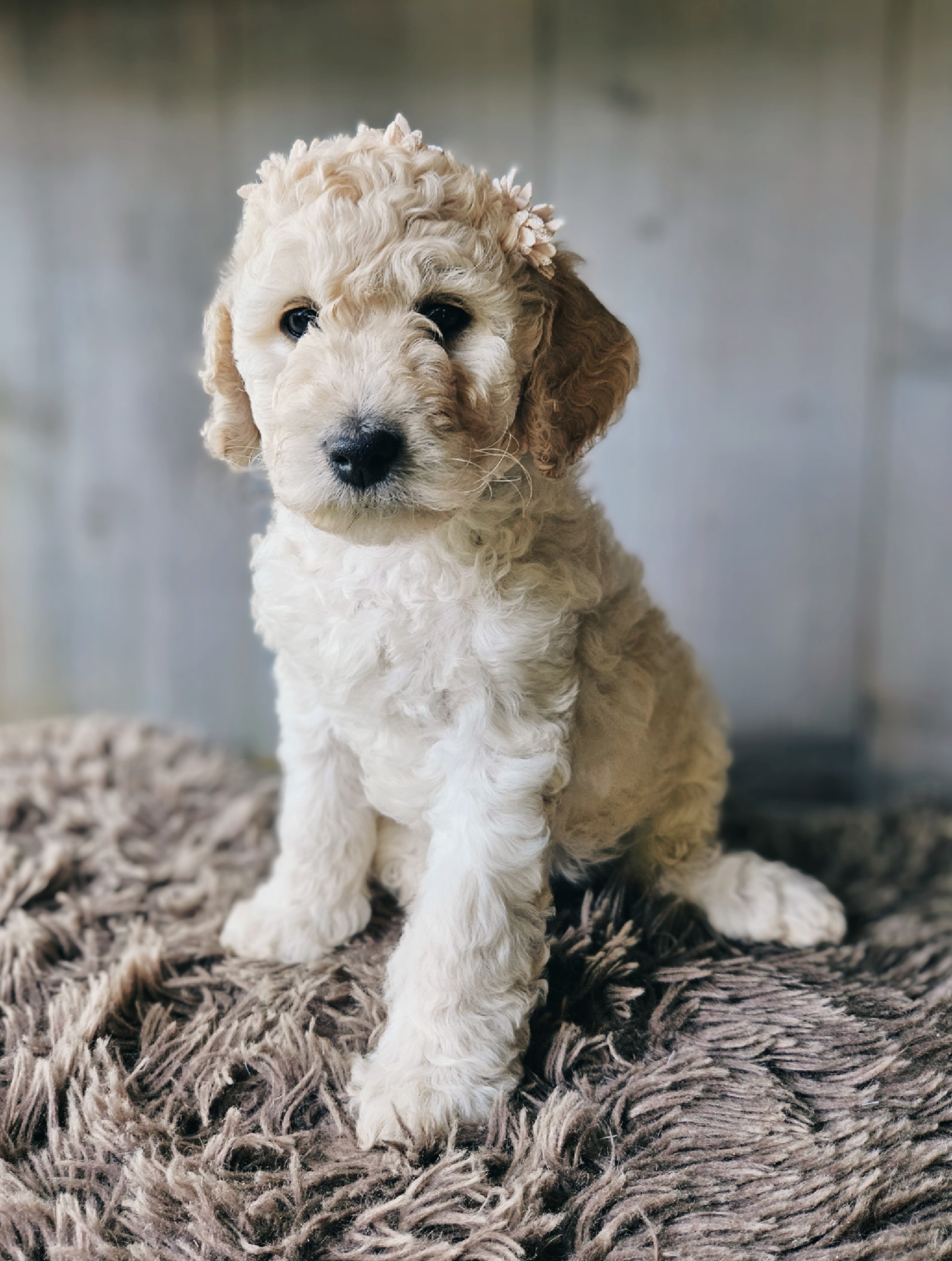 Labradoodle pups / puppy's