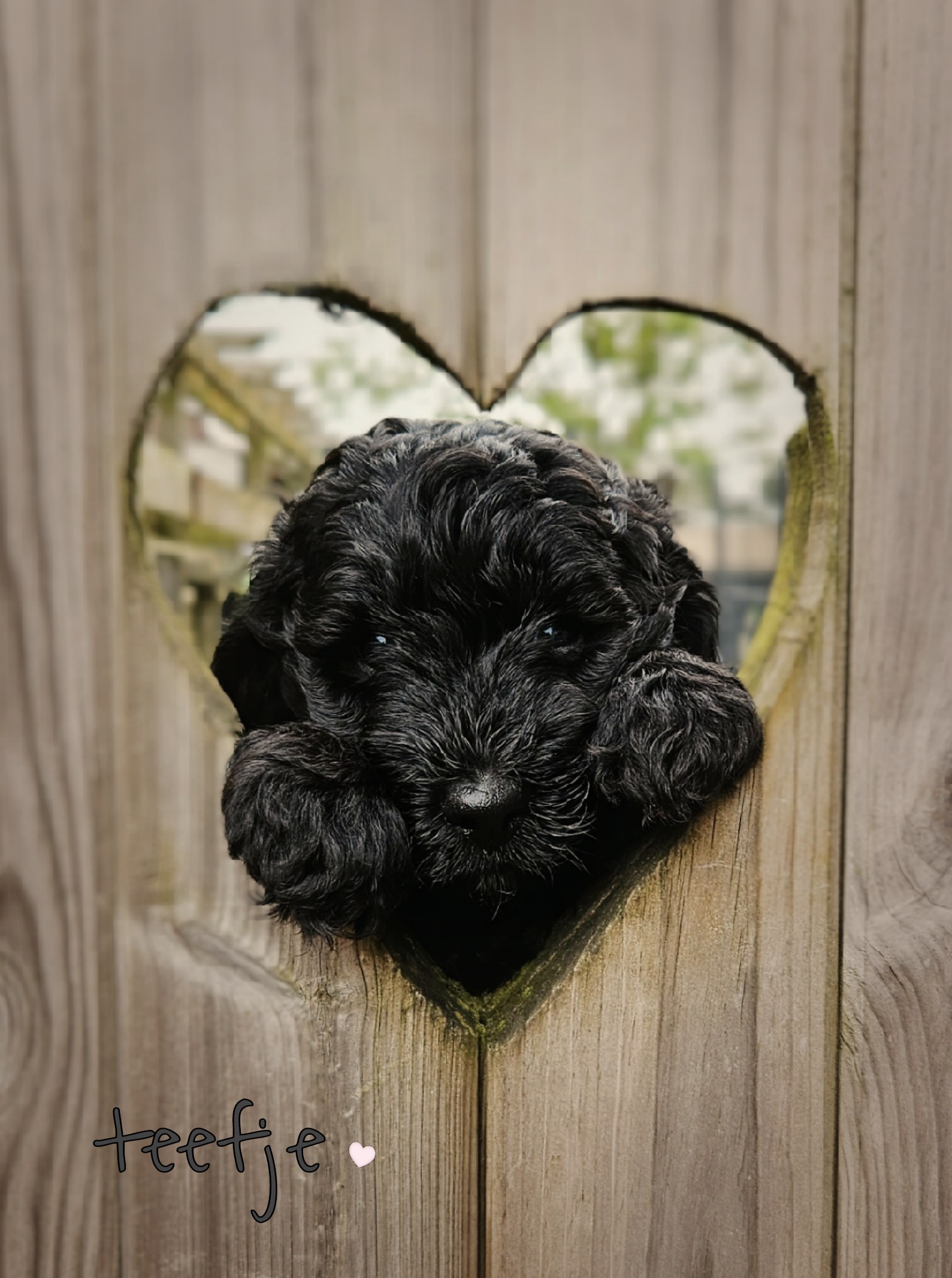 Labradoodle pups / puppy's