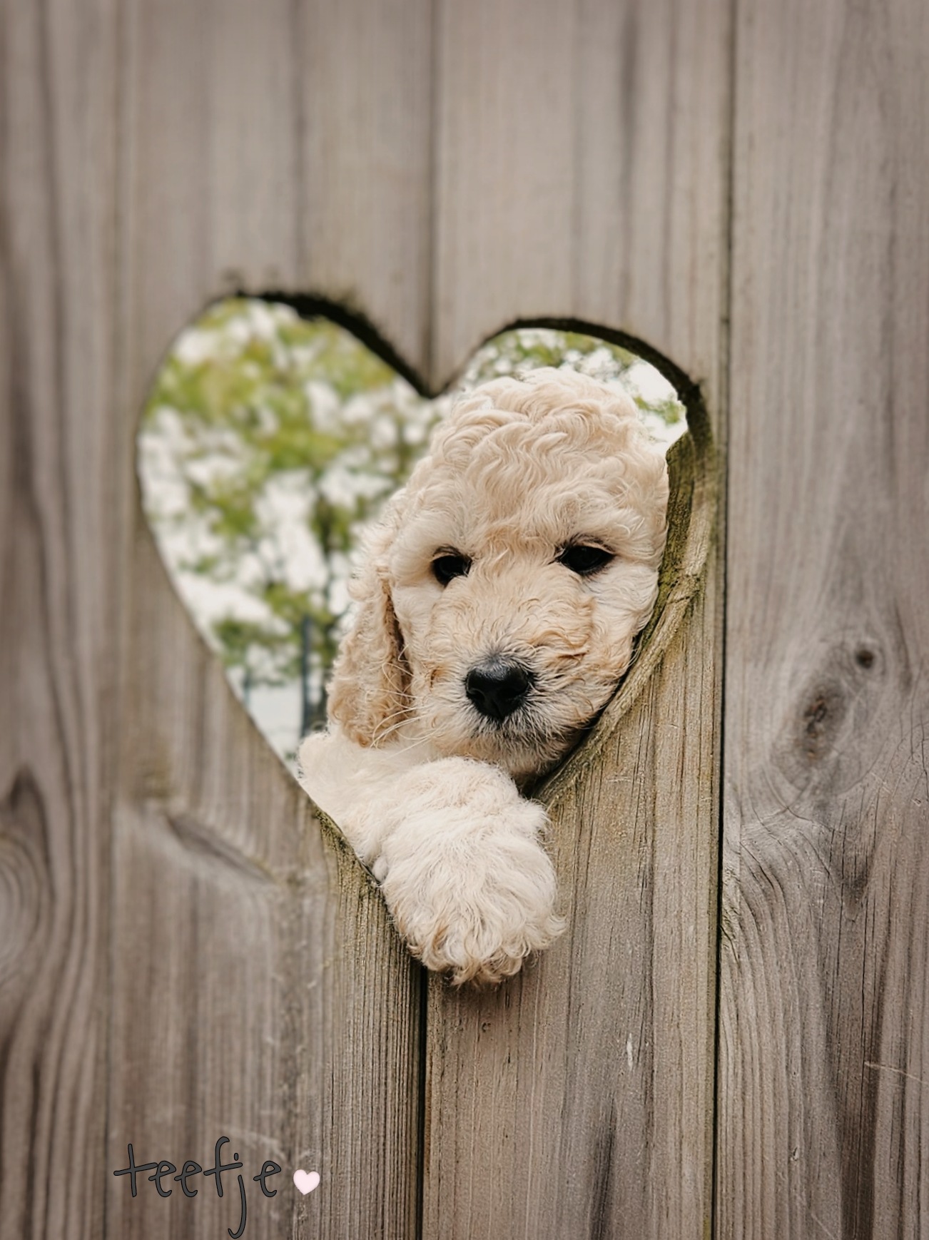 Labradoodle pups / puppy's