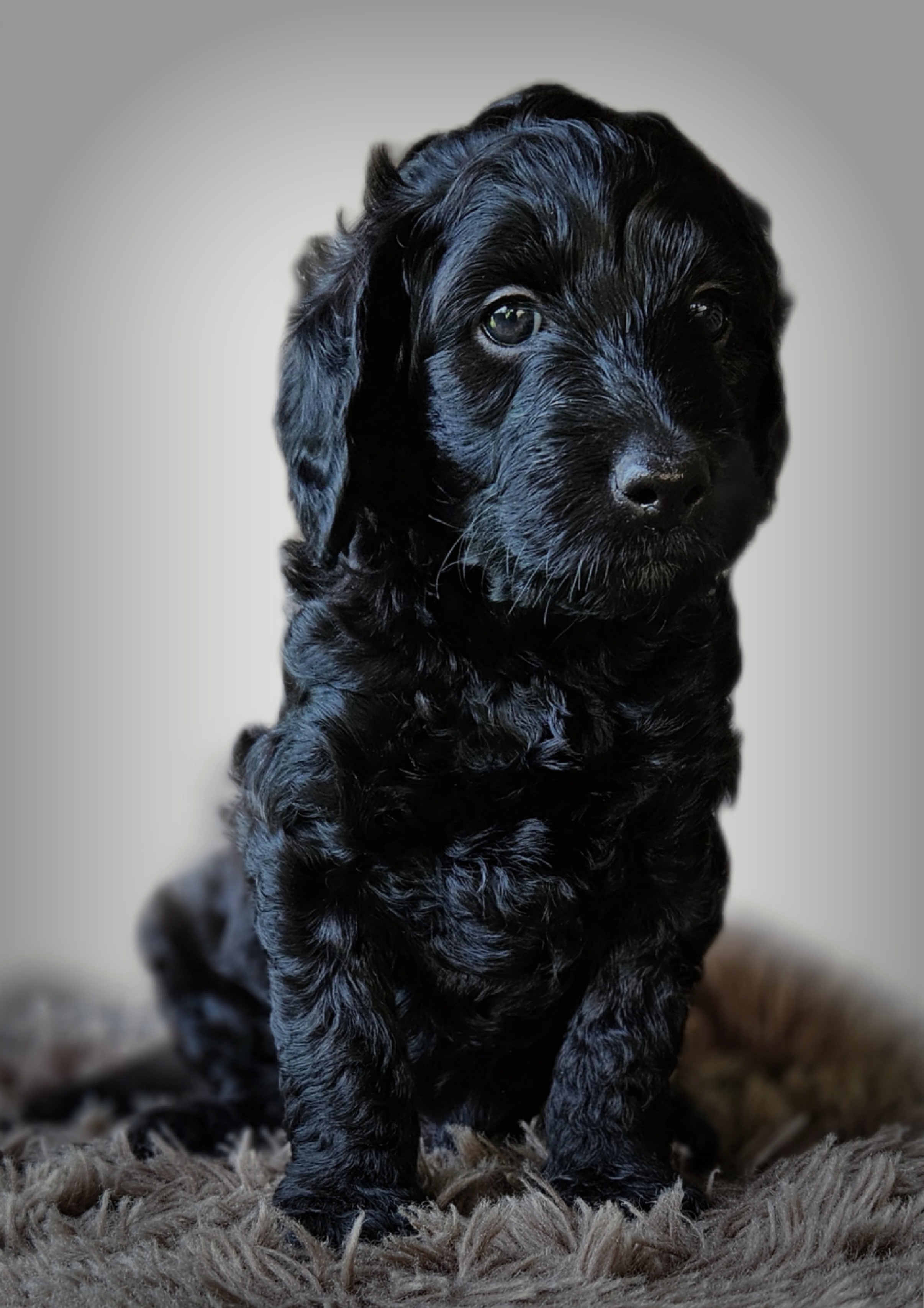 Labradoodle pups / puppy's