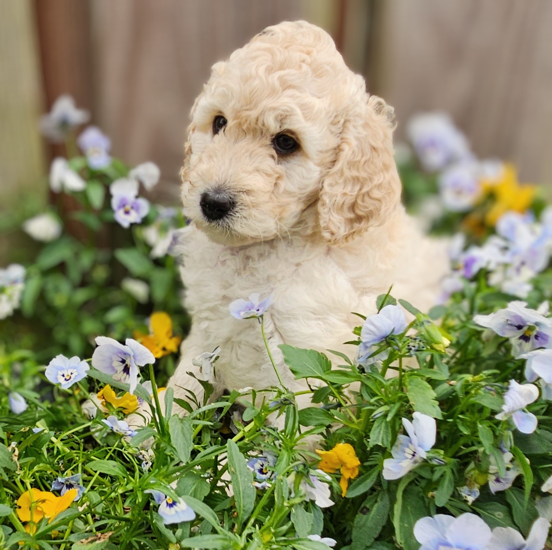 Labradoodle pups / puppy's