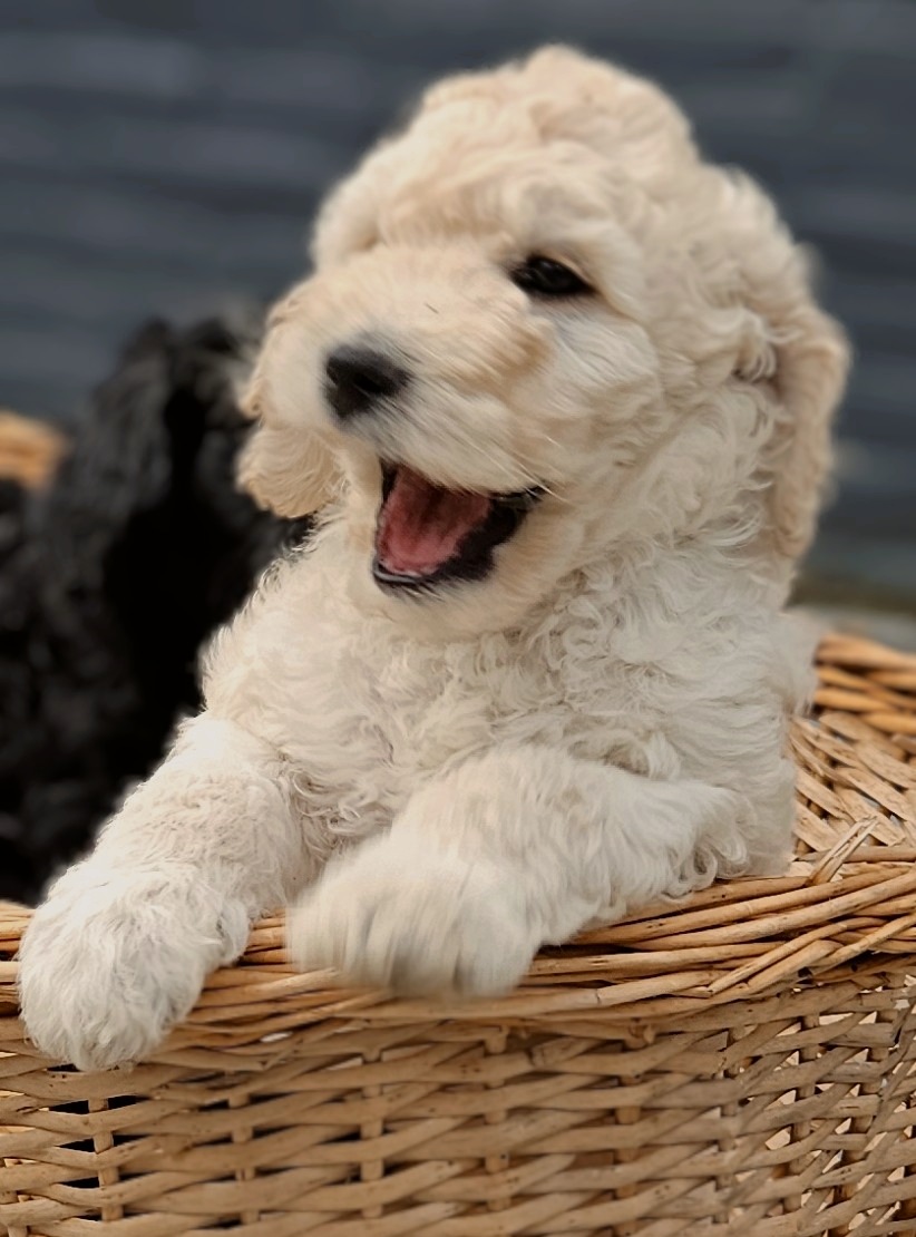 Labradoodle pups / puppy's