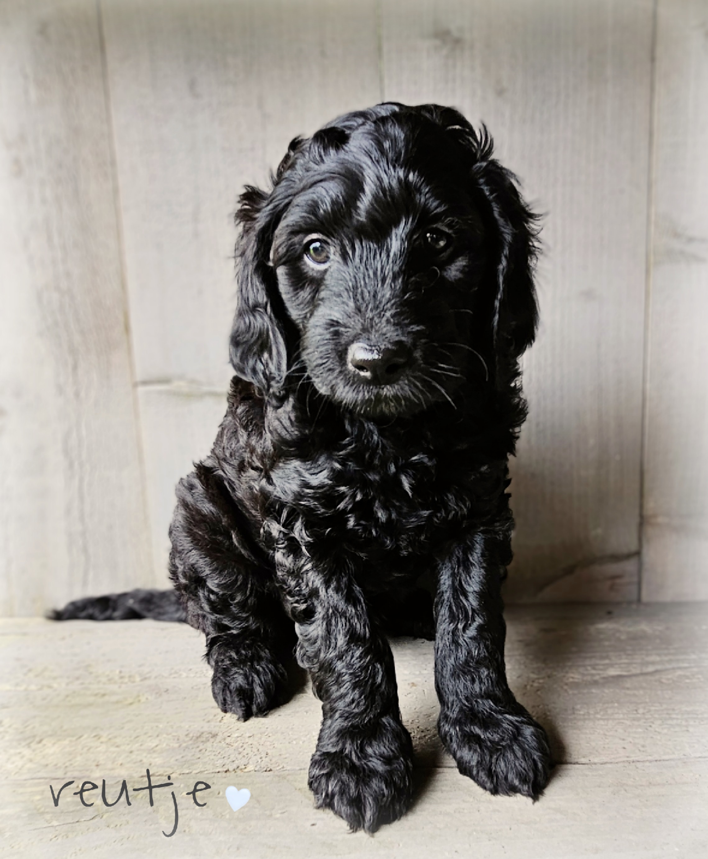 Labradoodle pups / puppy's