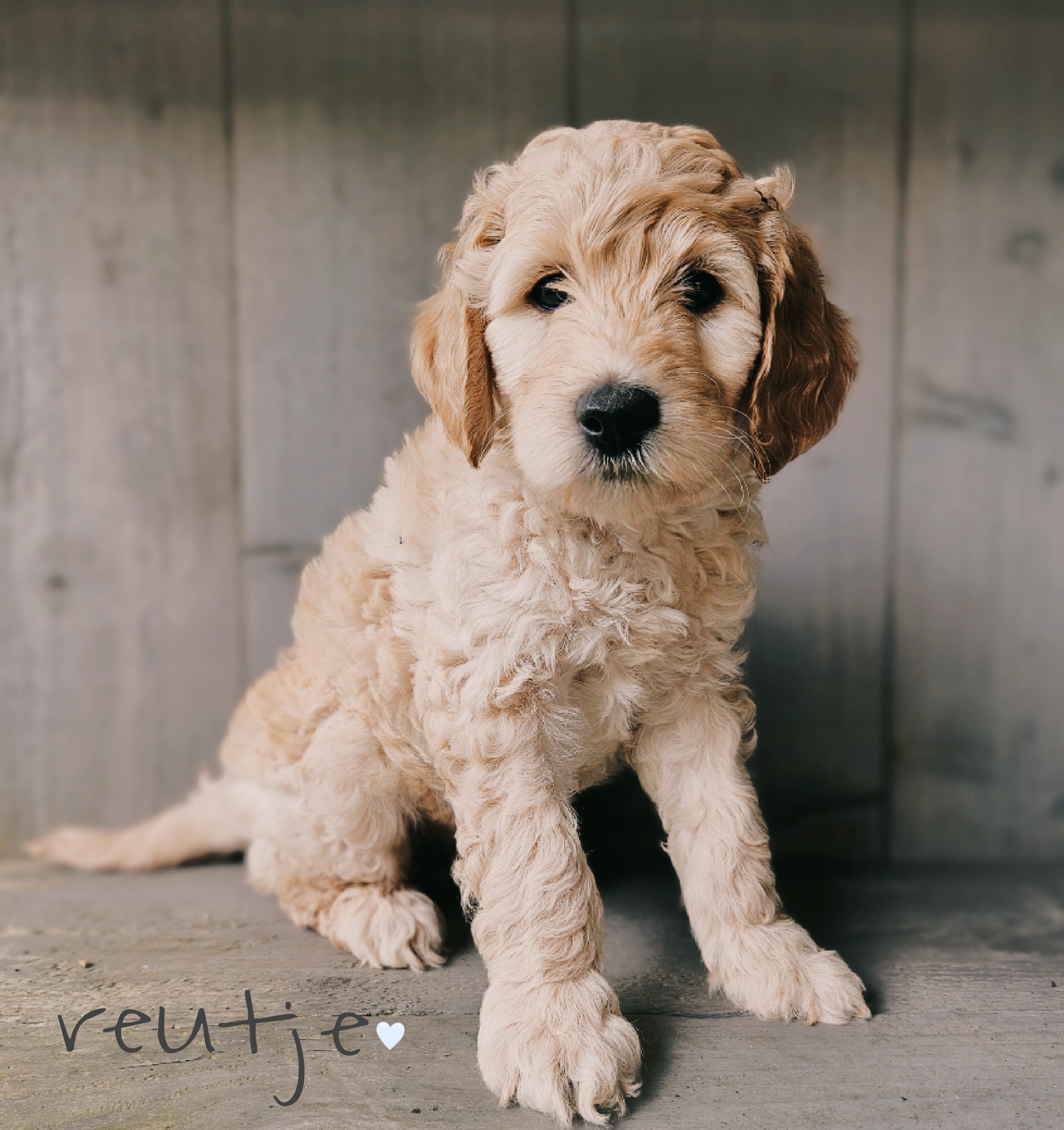 Labradoodle pups / puppy's