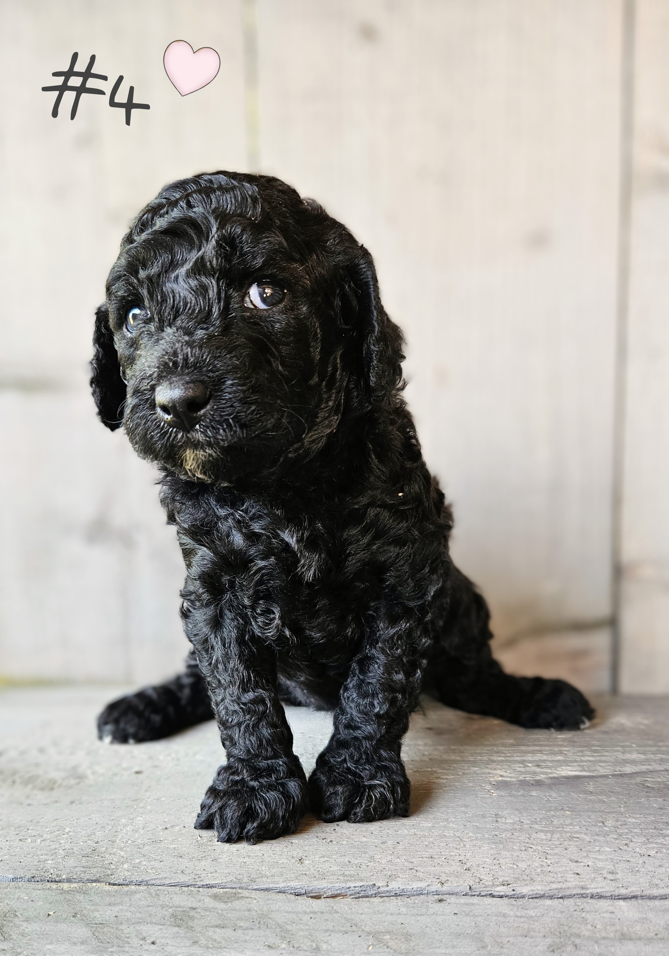 Labradoodle pups / puppy's