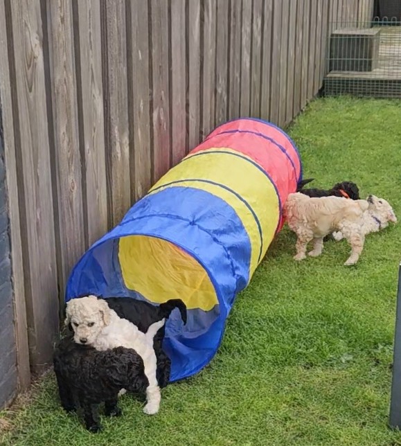 Labradoodle pups / puppy's