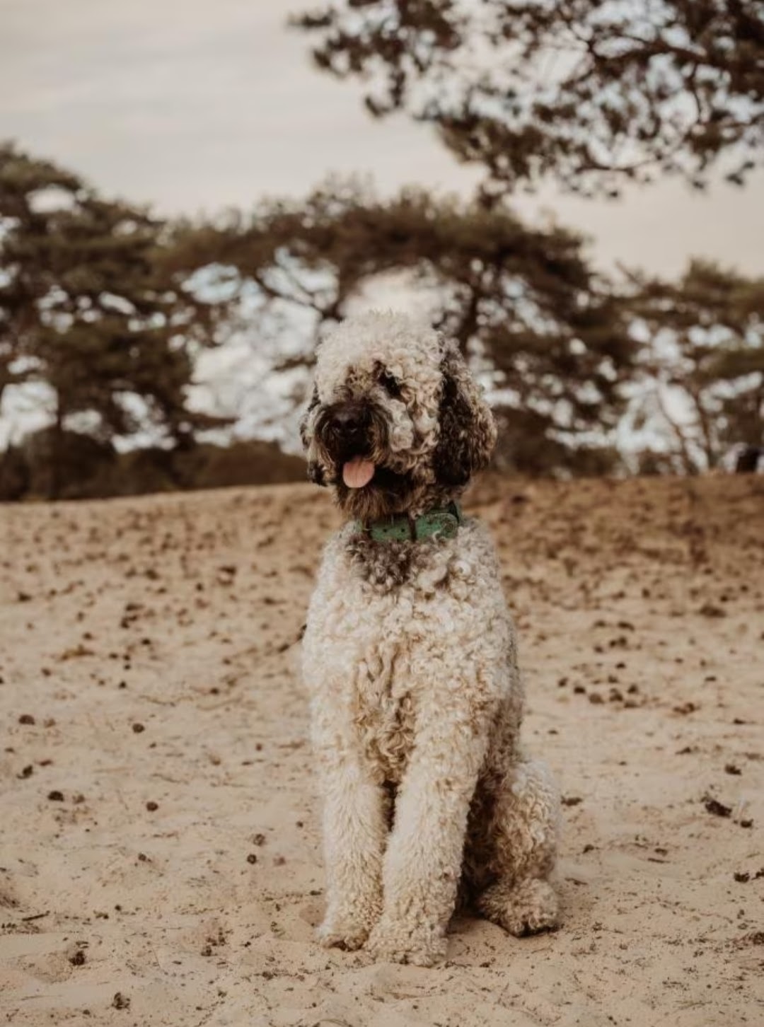 Labradoodle pups / puppy's