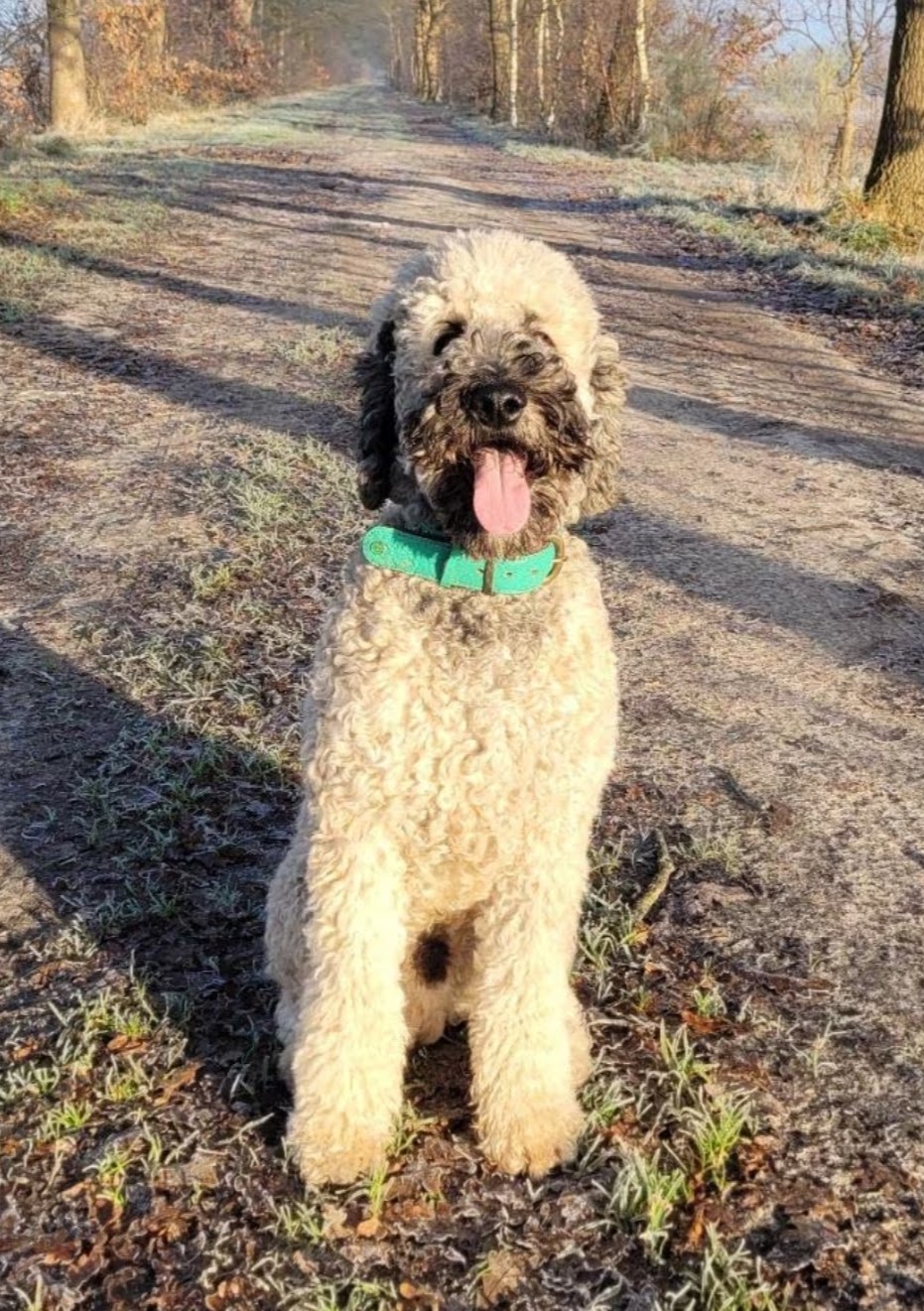 Labradoodle pups / puppy's